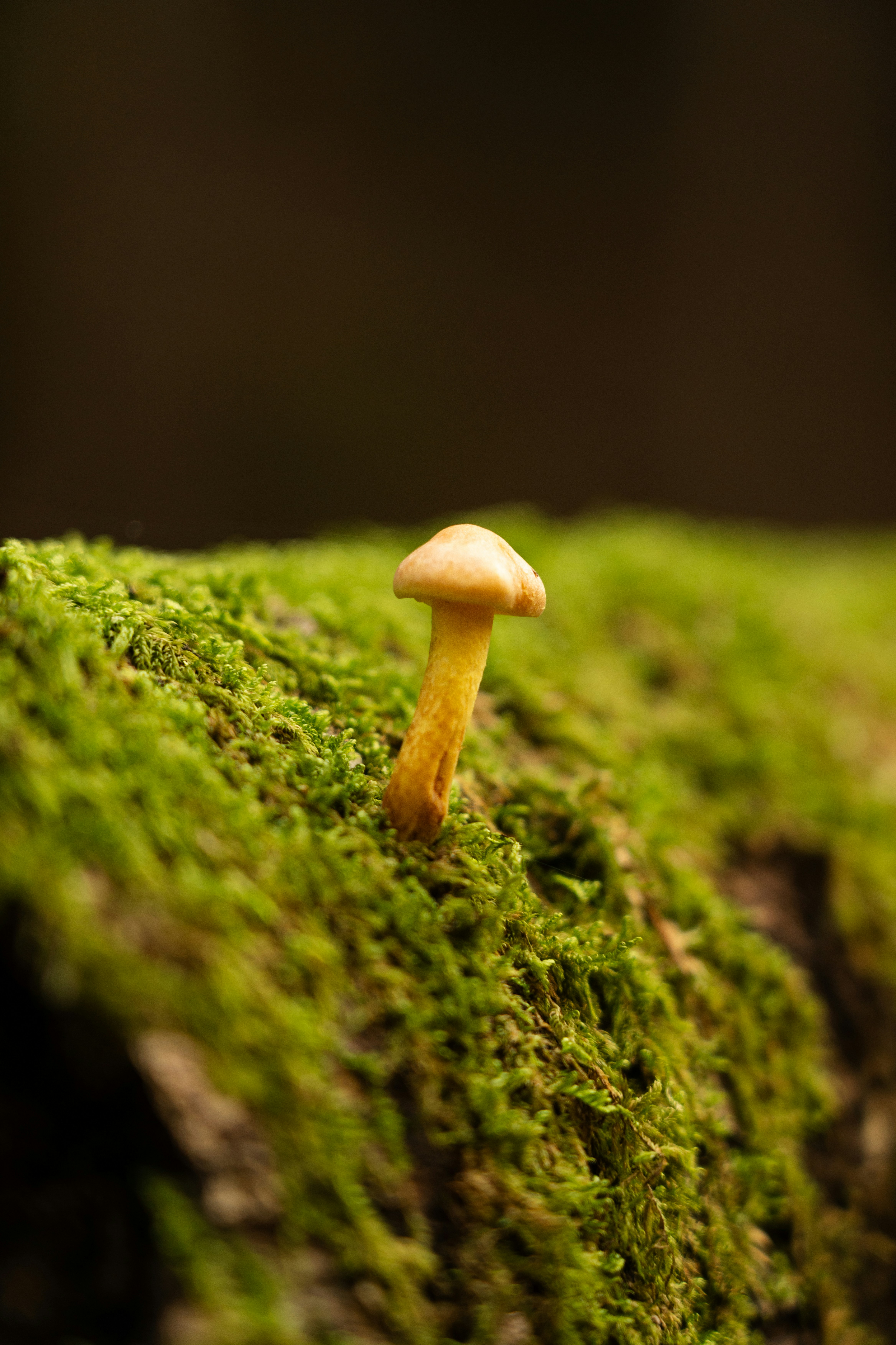 Photo by wild_visonsonig