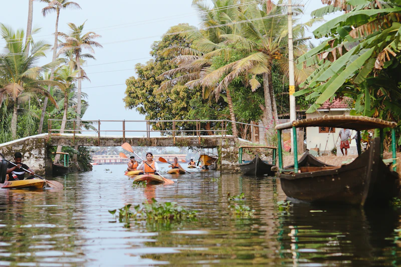 People kayaking on a river through tropical mangroves