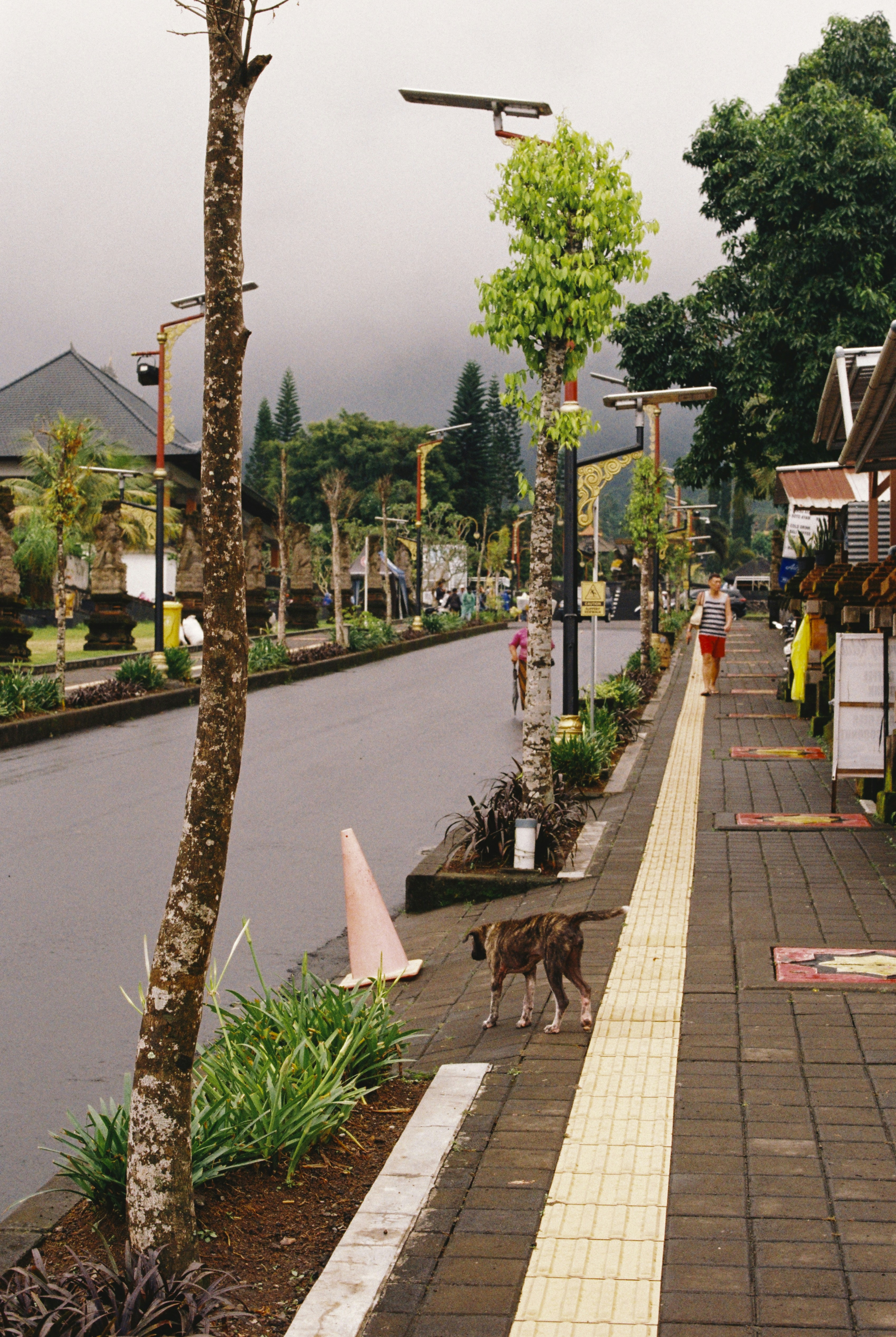 Pemandangan jalanan dengan anjing dan pohon.