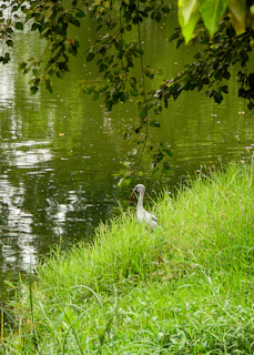 A heron stands by the grassy bank of a pond.