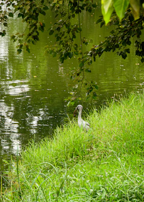 A heron stands by the grassy bank of a pond.