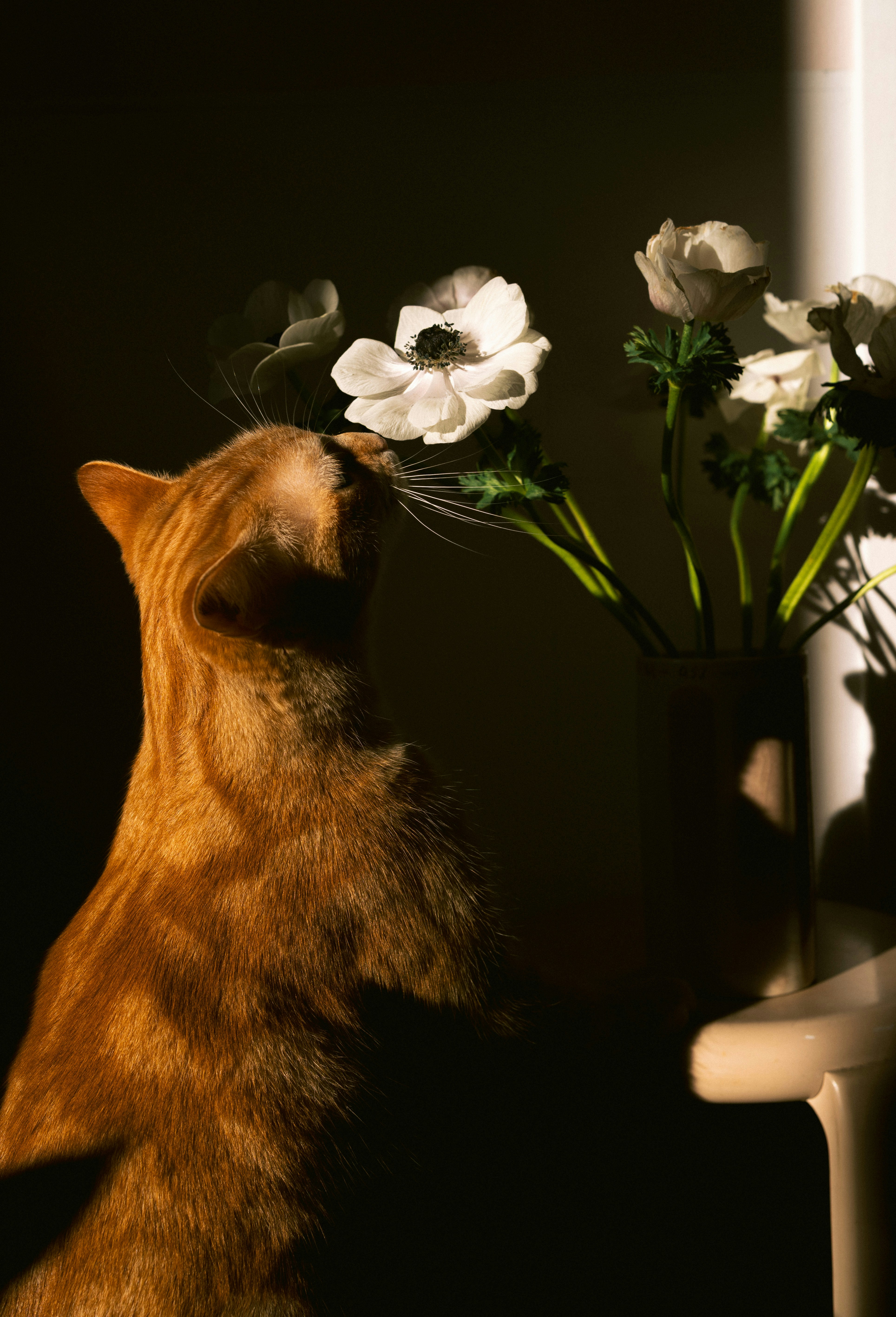 The cat is smelling the flowers.