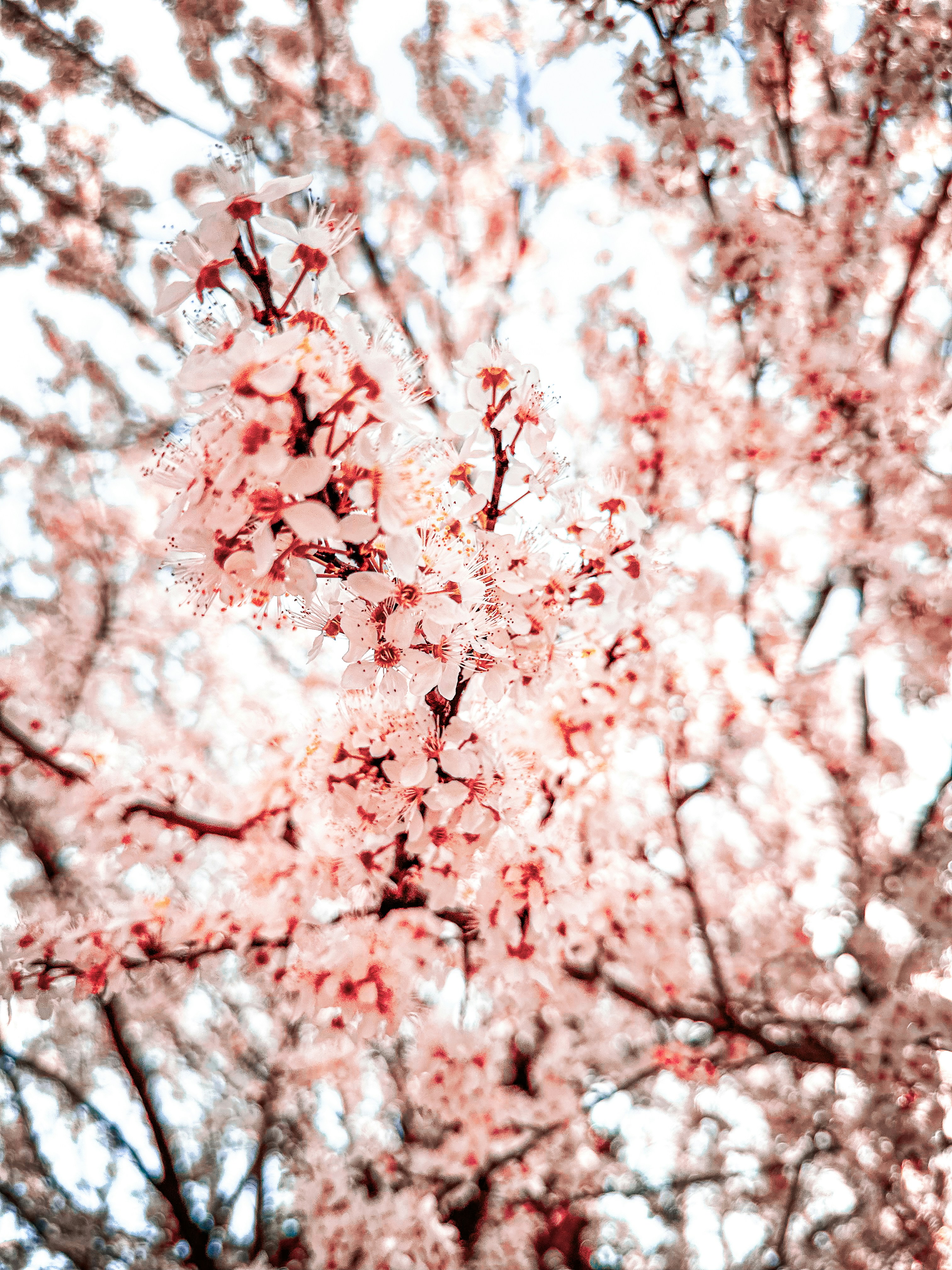Cherry blossoms bloom in full display.