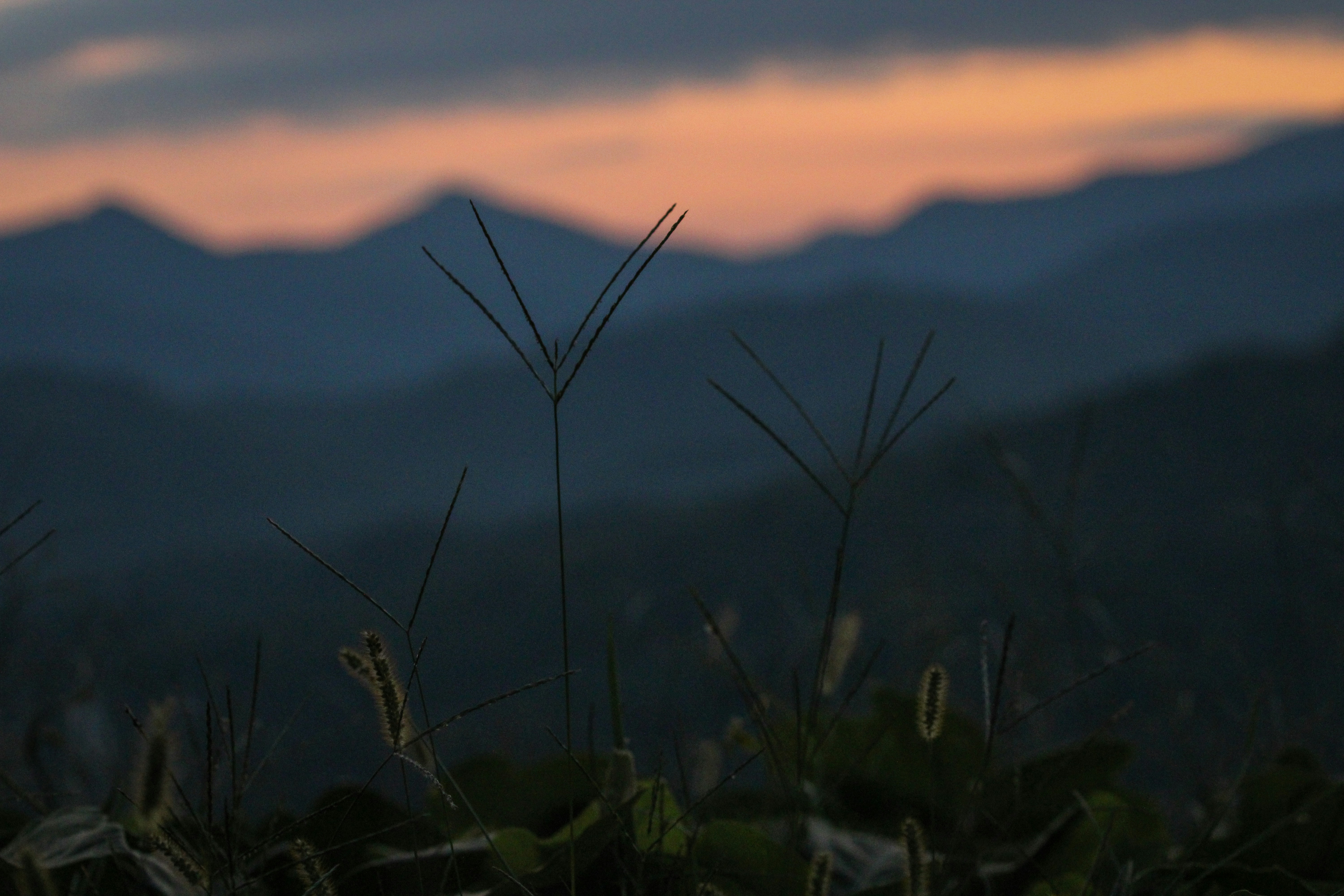 Silhouettes of grasses and mountains at dusk.