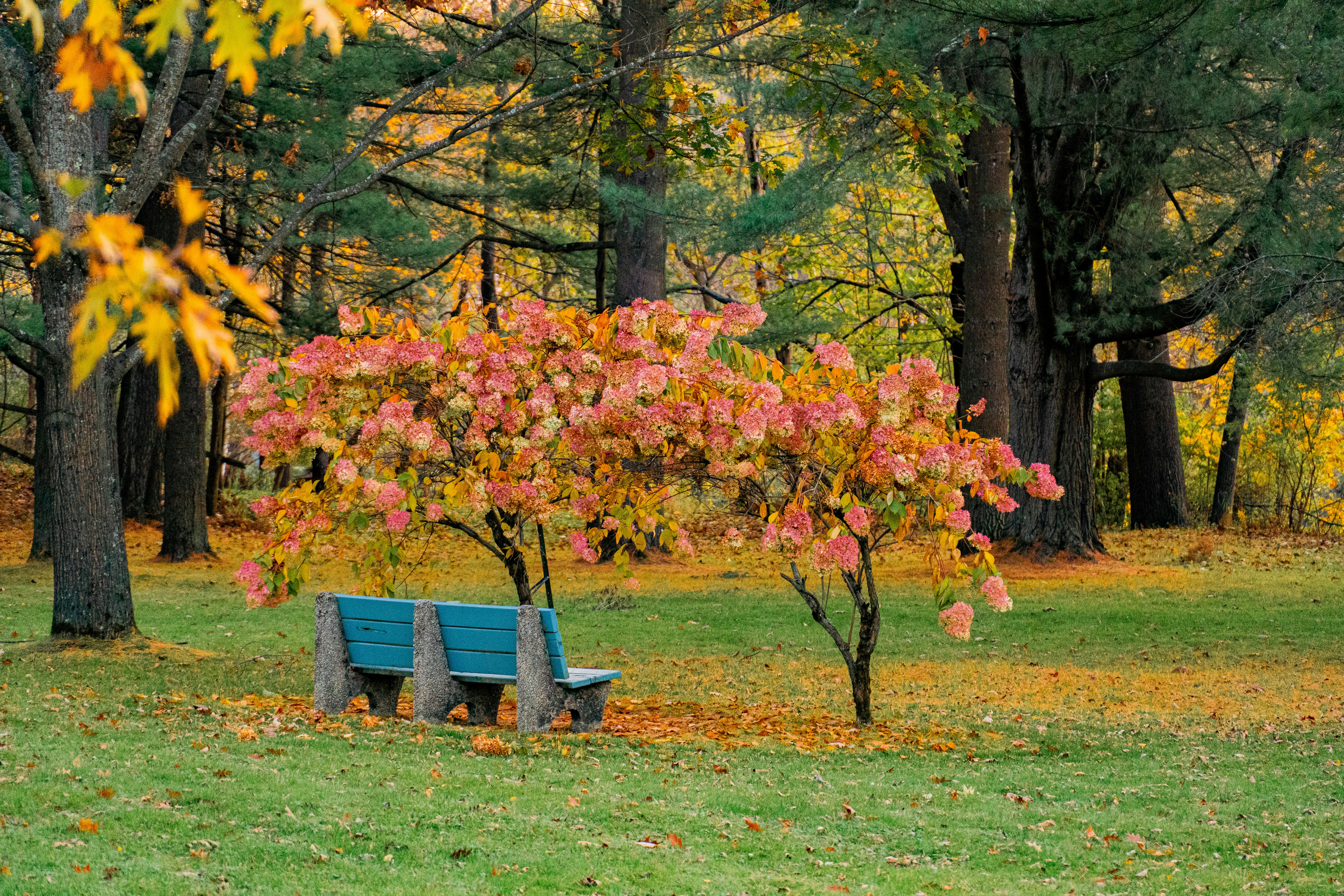 A wooden park bench under a tree in autumn, warm colors, nostalgic and peaceful atmosphere