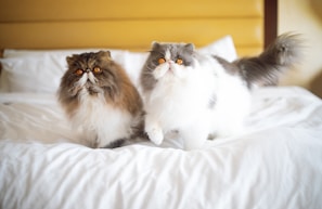 Two fluffy cats are sitting on a bed.