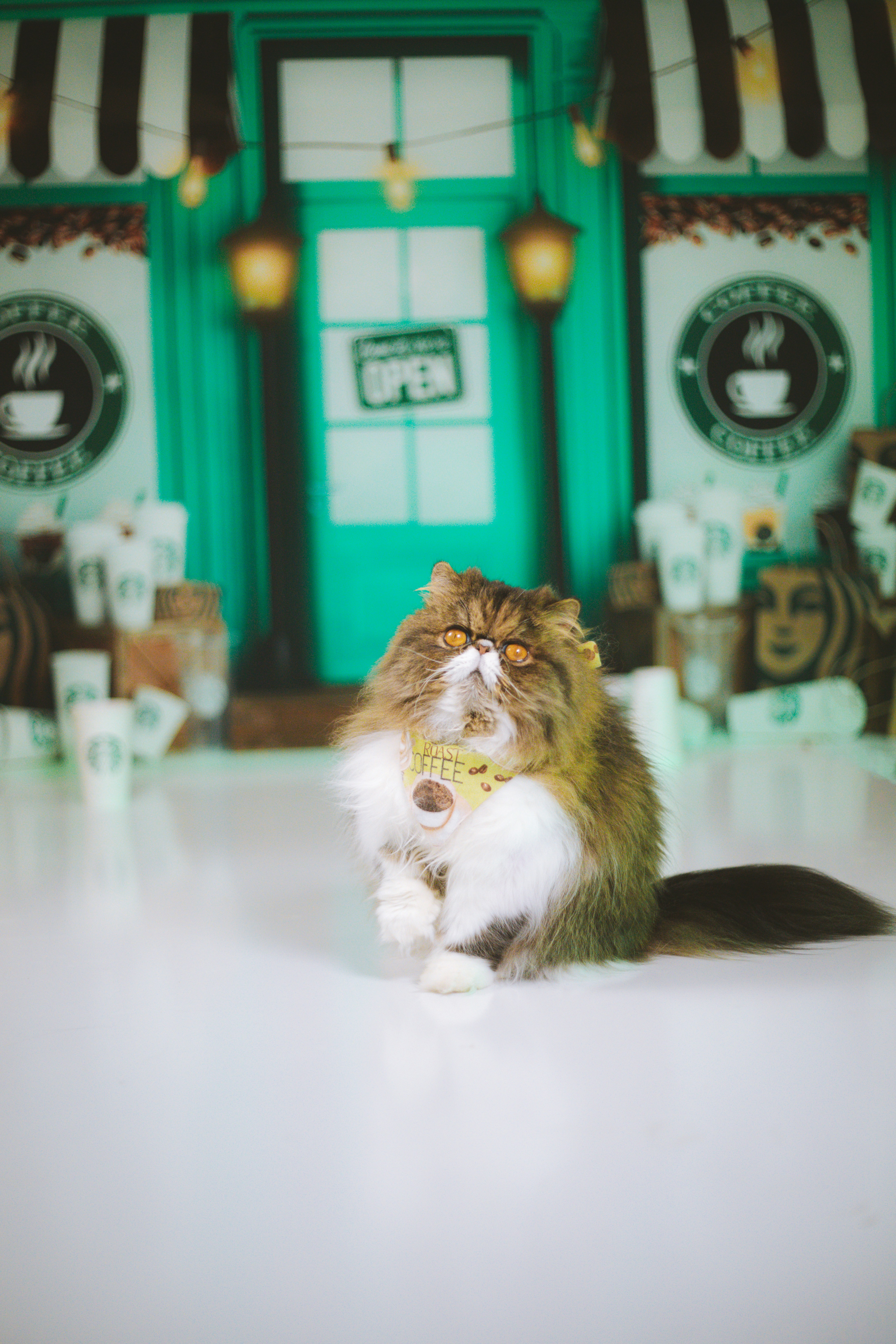 A fluffy cat poses in front of a coffee shop.
