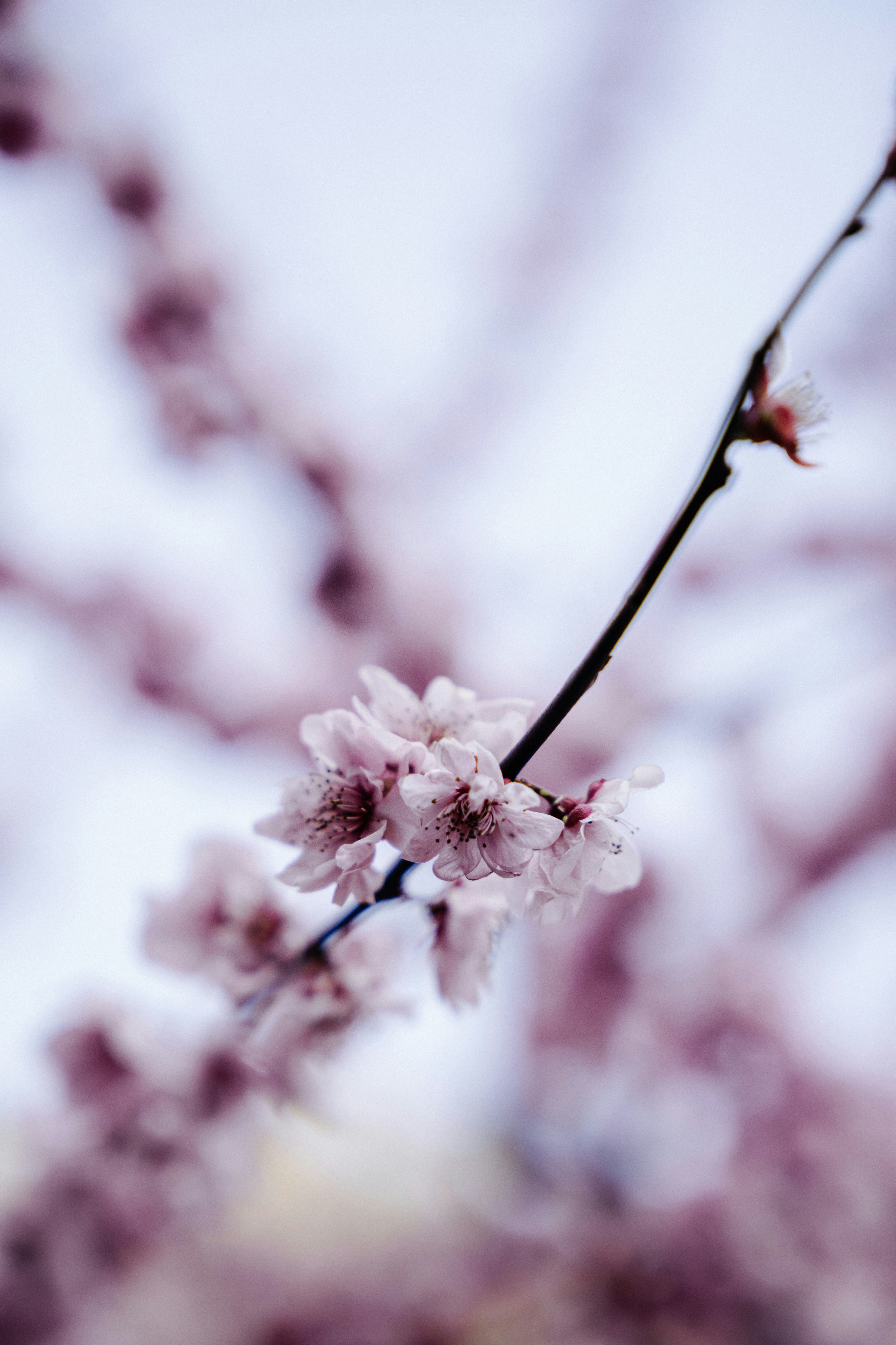Serene plum blossoms in Tokyo