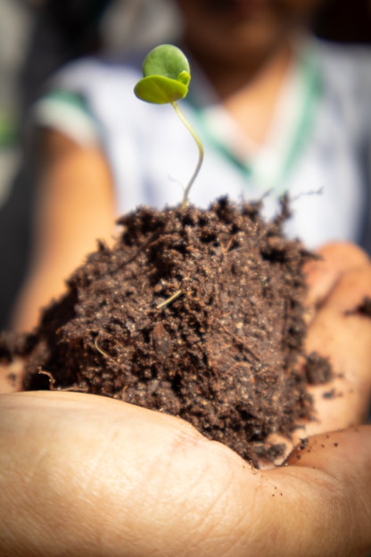 A small plant sprouts from rich soil.