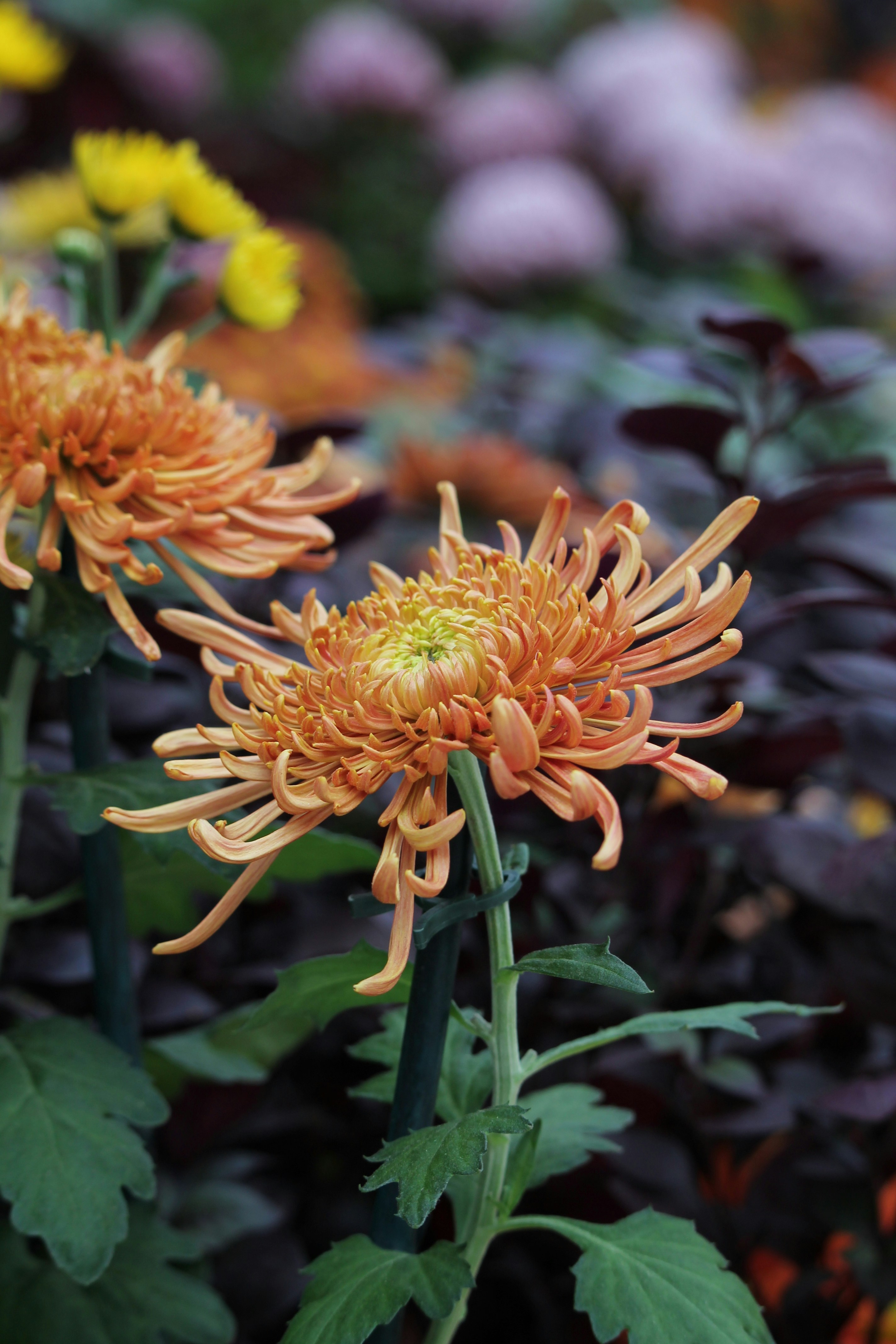 Orange chrysanthemums bloom beautifully in a garden. photo - Free ...