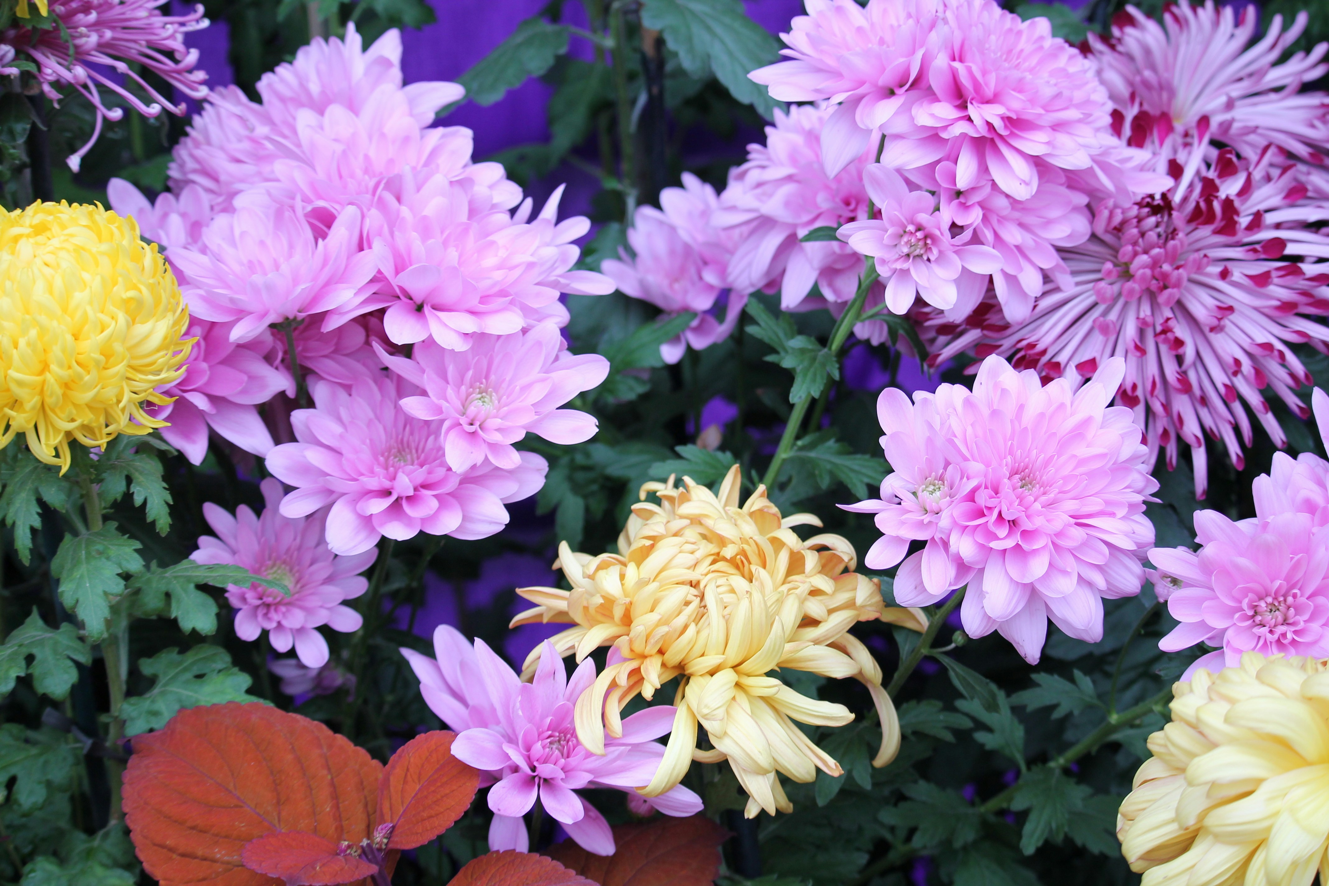Beautiful pink and yellow chrysanthemums are in full bloom.