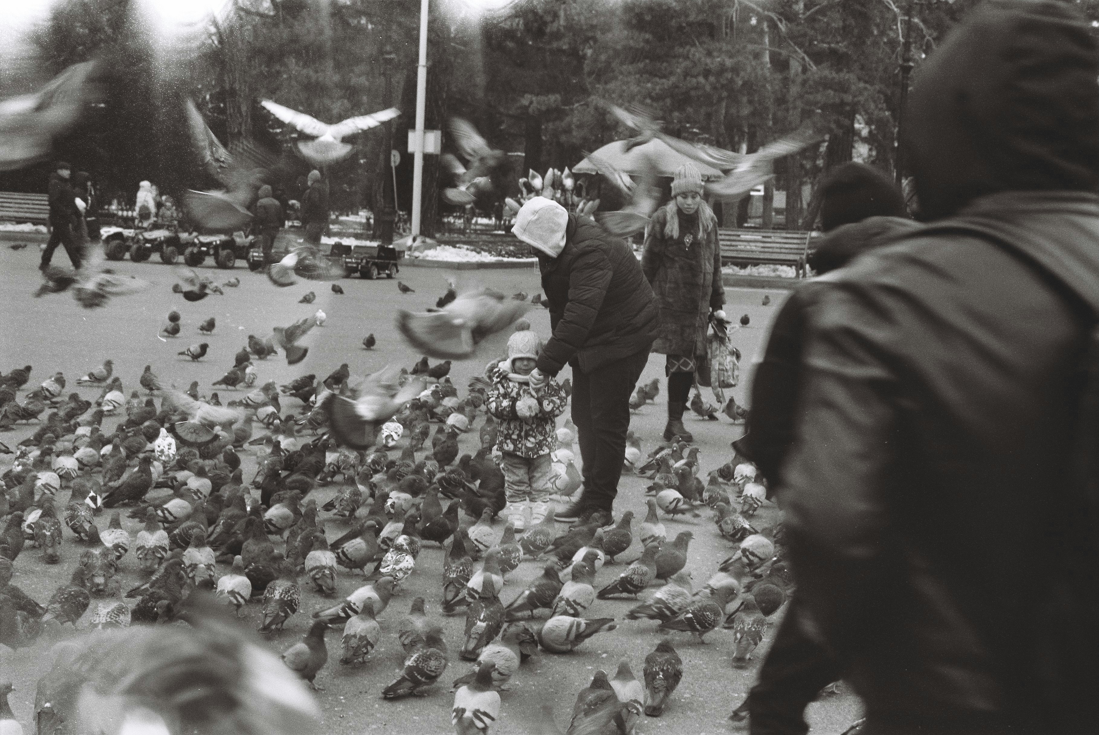 People are feeding pigeons in a public park.