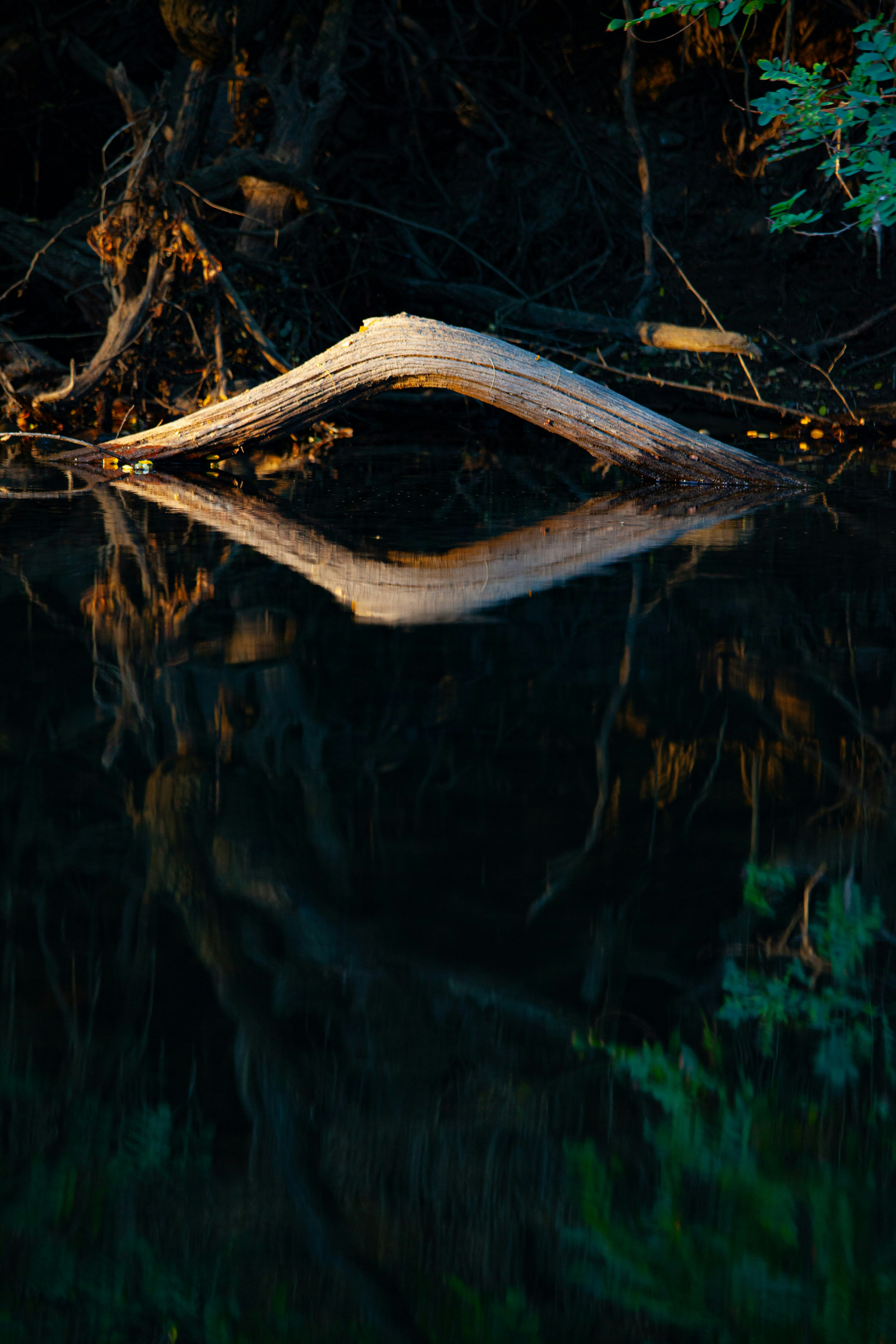 A log arches over the dark, reflective water.