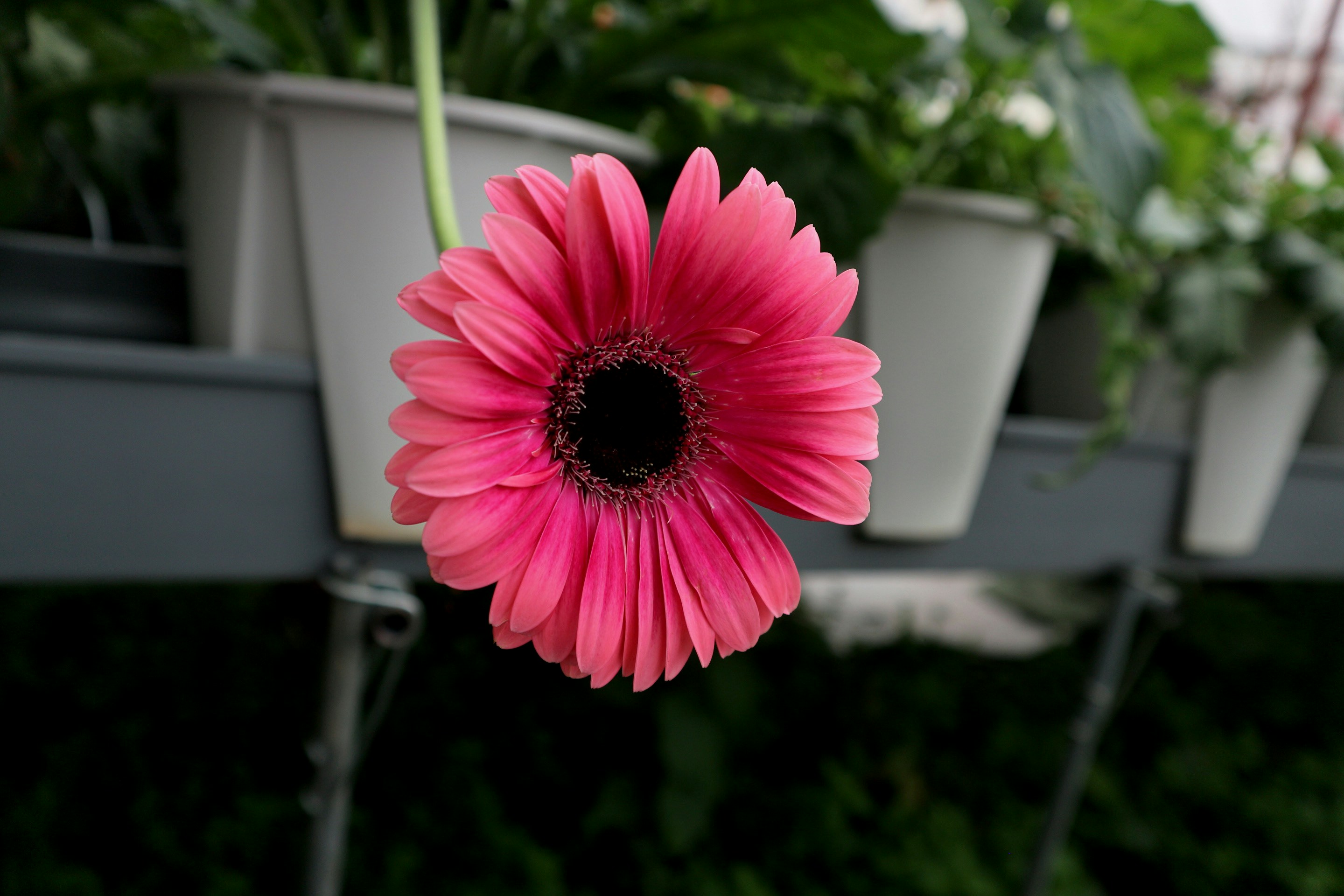 Una margherita gerbera rosa vibrante fiorisce magnificamente.