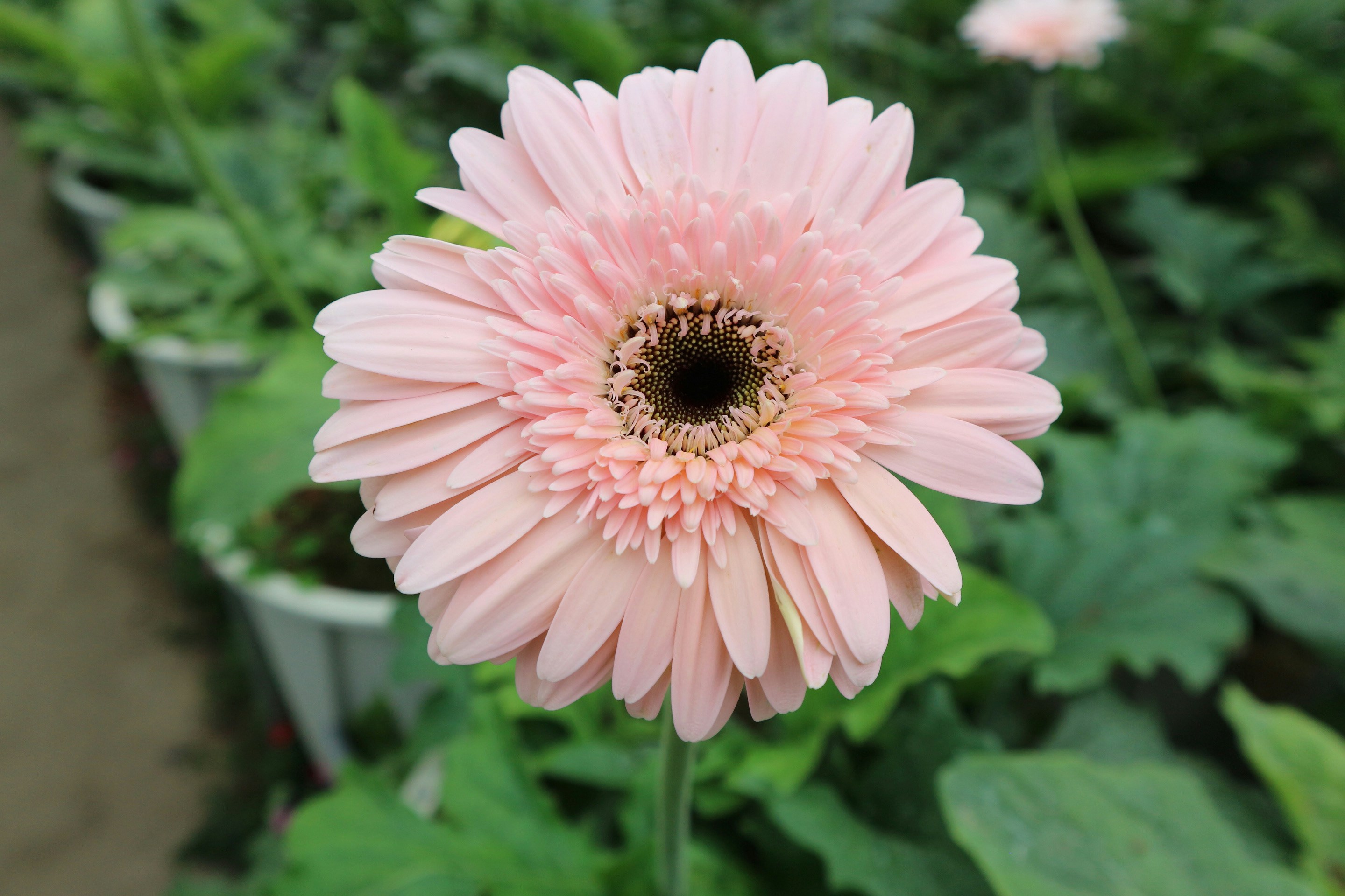 A beautiful pink gerbera daisy in bloom.