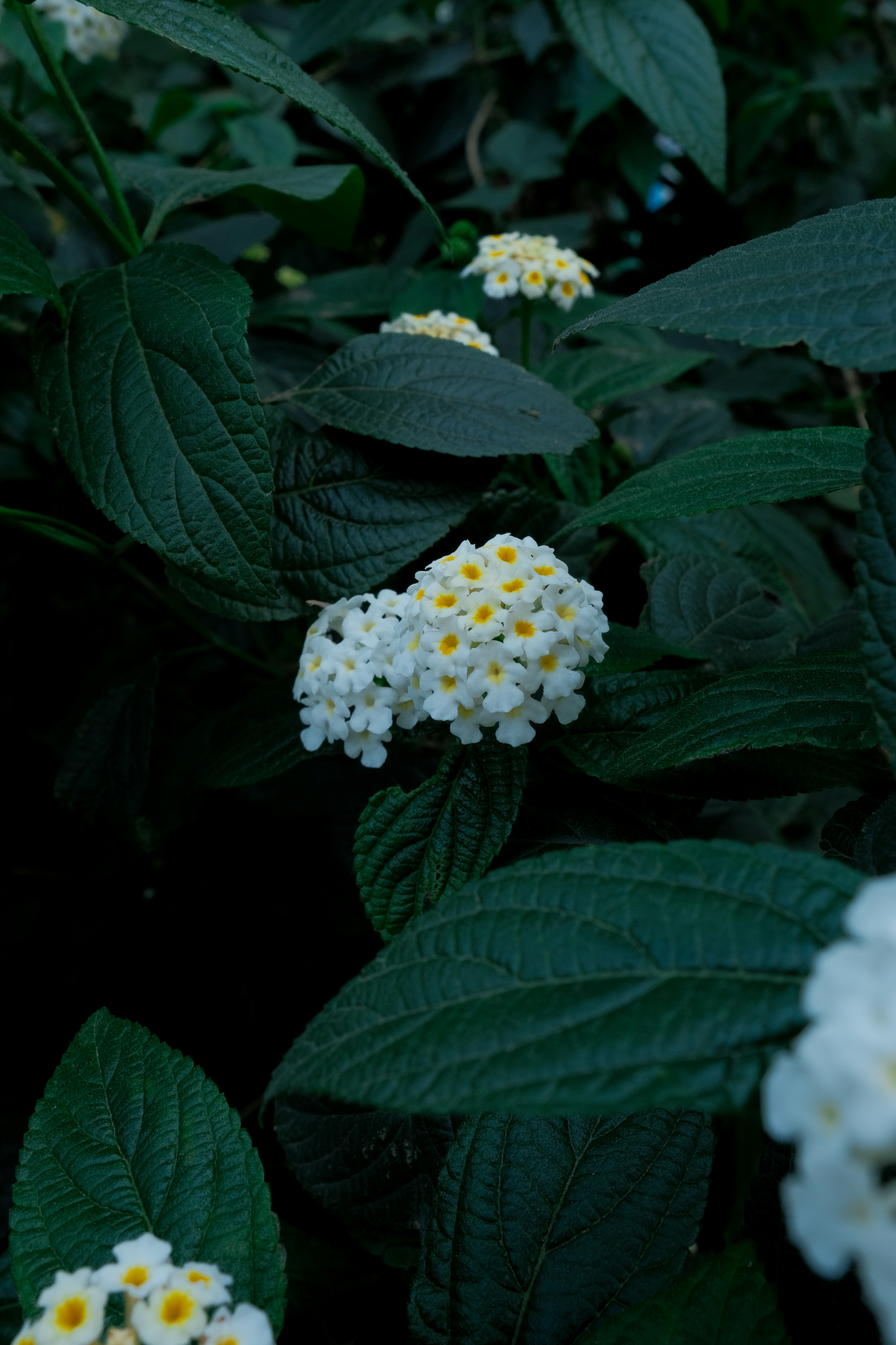 Photo by felixngo