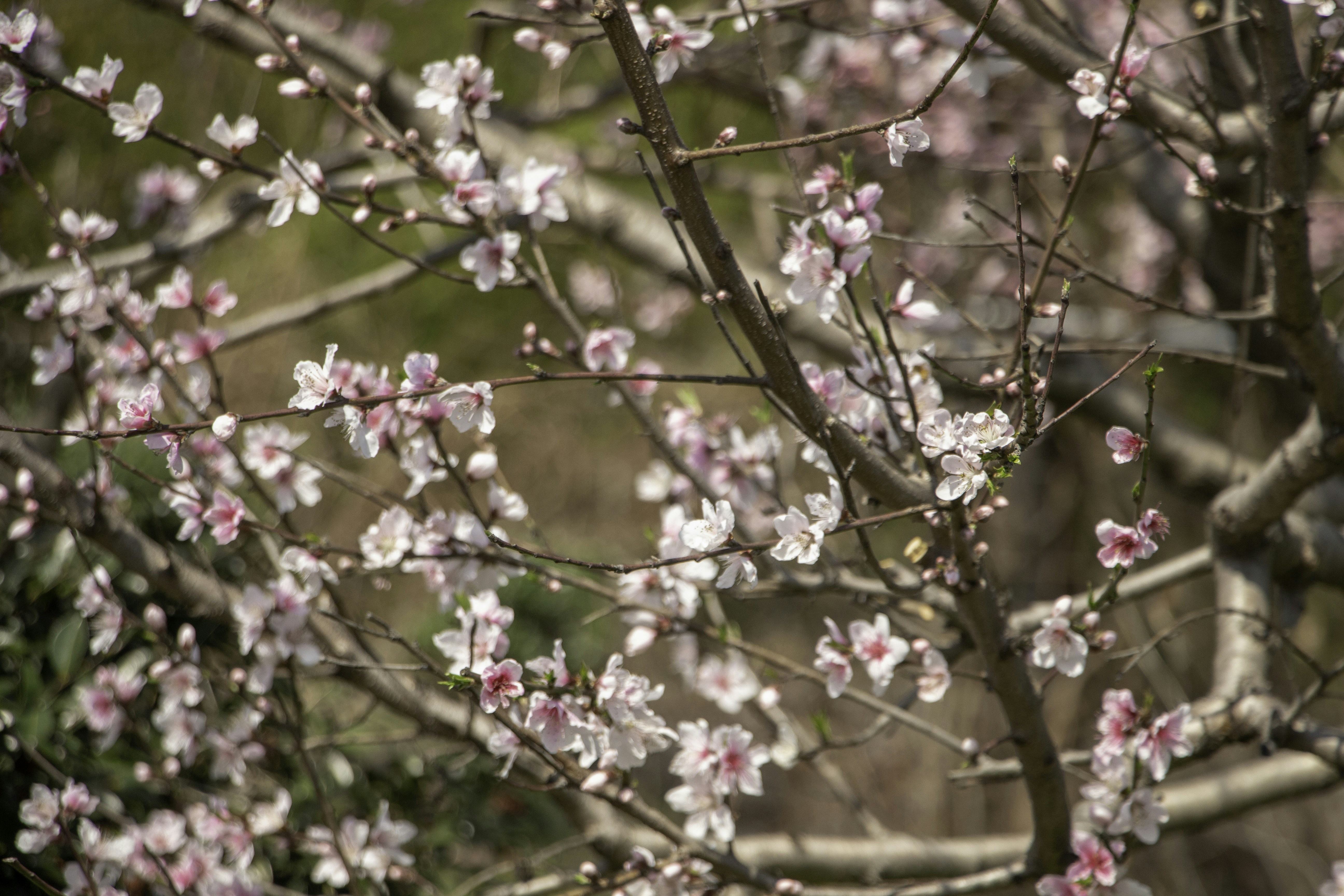 Photo by maro_of_sengu