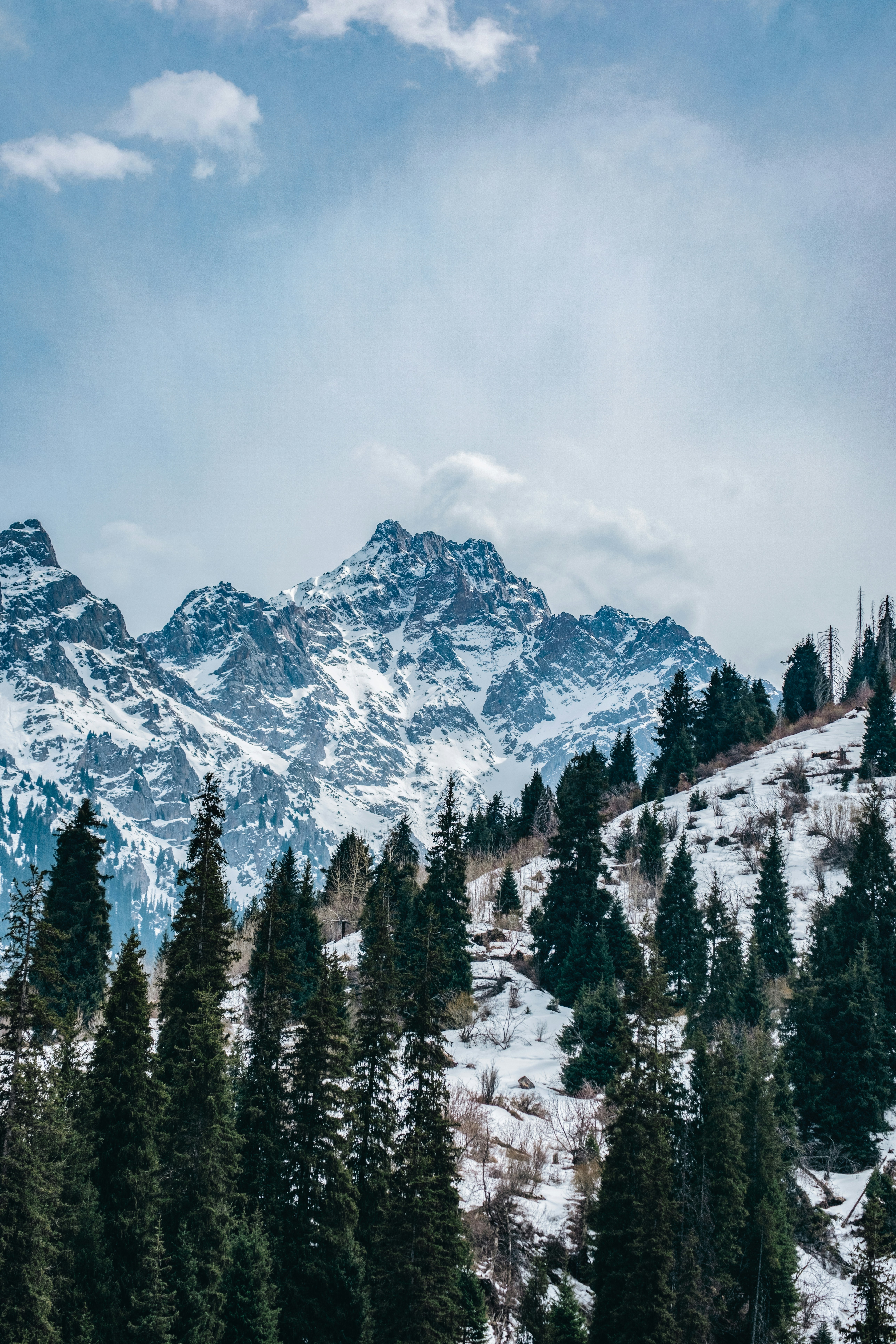Snowy mountain range with evergreen trees.