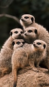 A group of meerkats stare alertly at something.