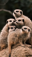 A group of meerkats stare alertly at something.