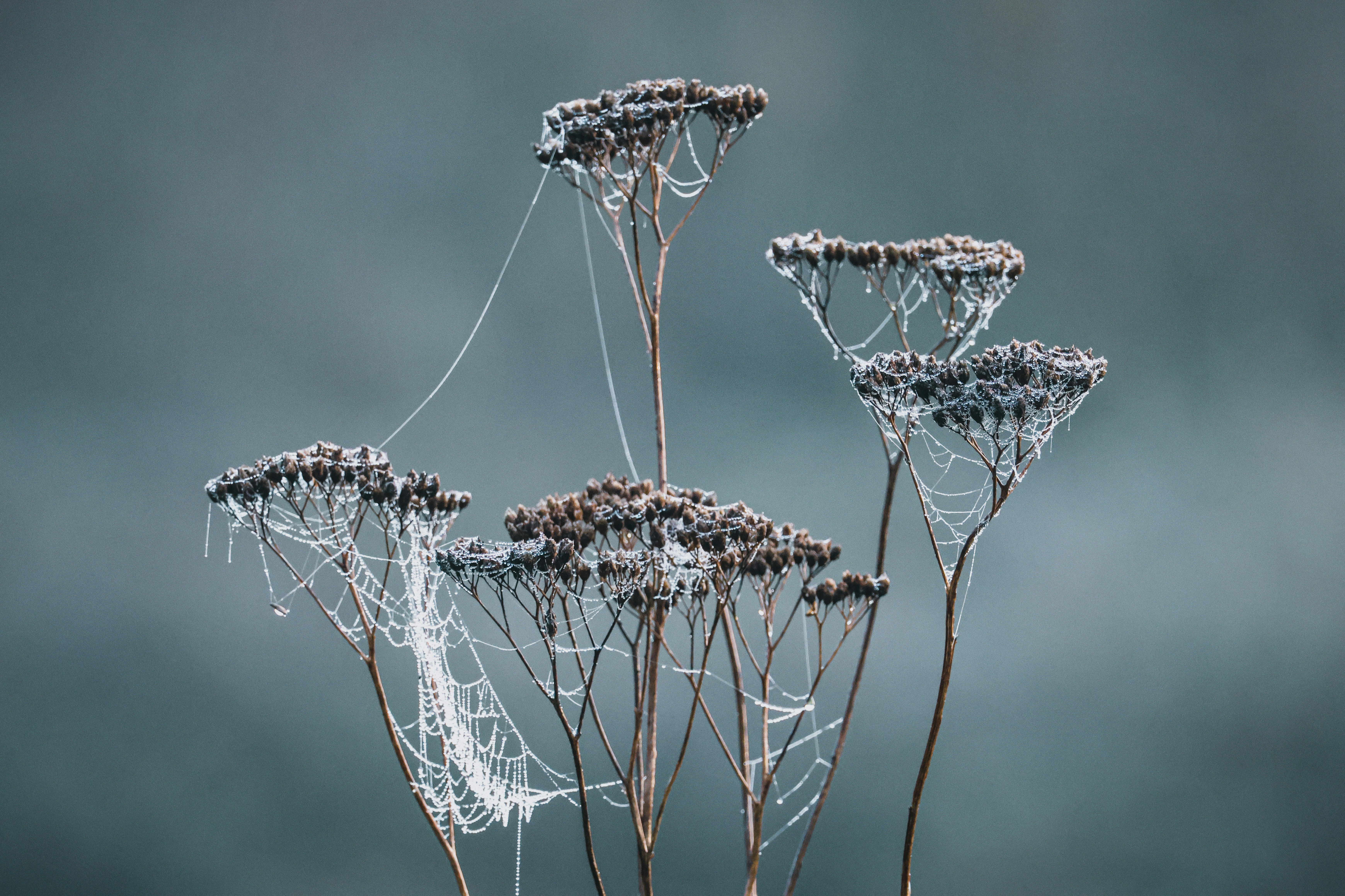 Frost-covered plant with intricate spider webs.