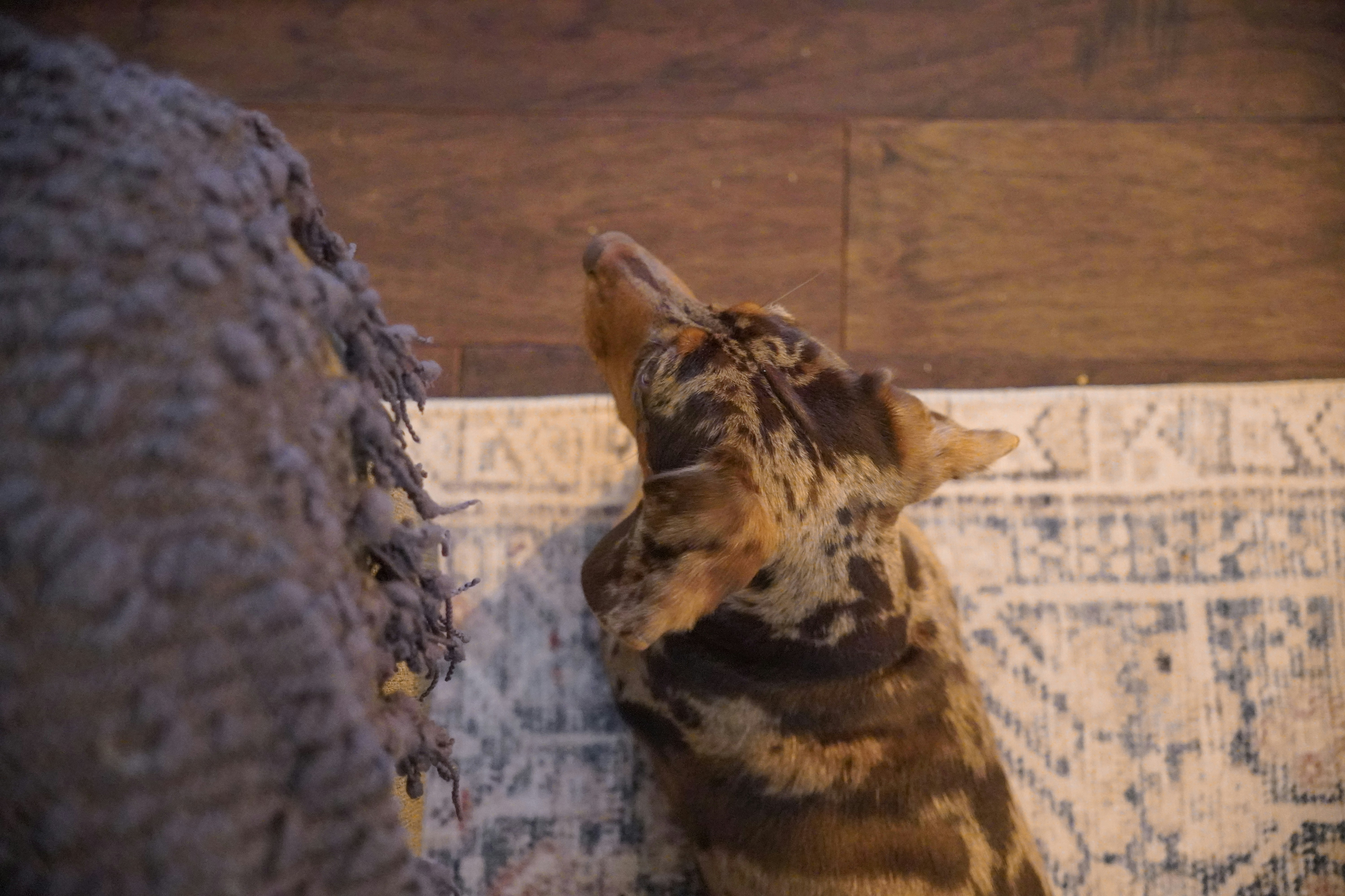 A cat is looking up at something.