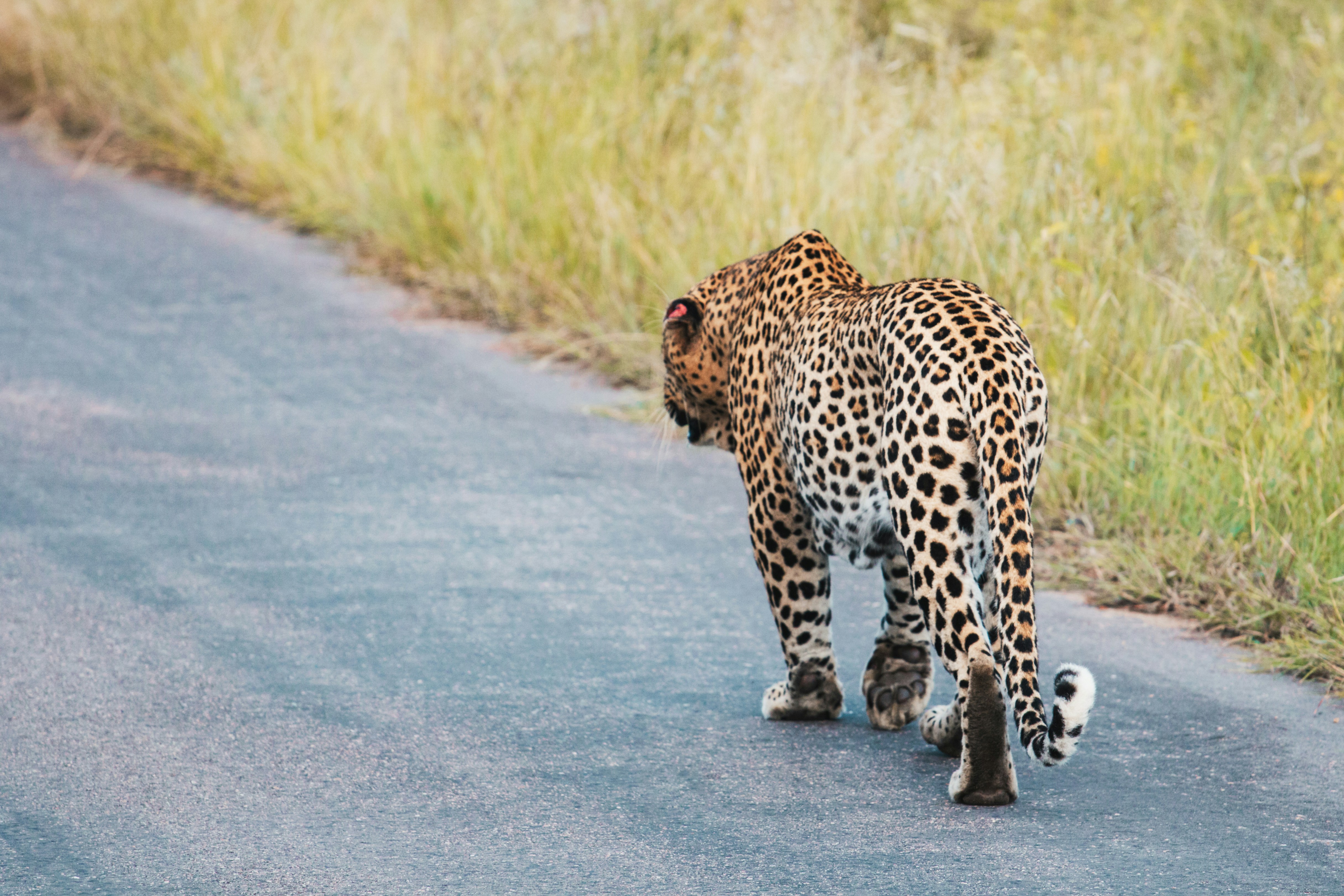 Colorful Landscapes: From Forests to Mountains (image credits: unsplash)