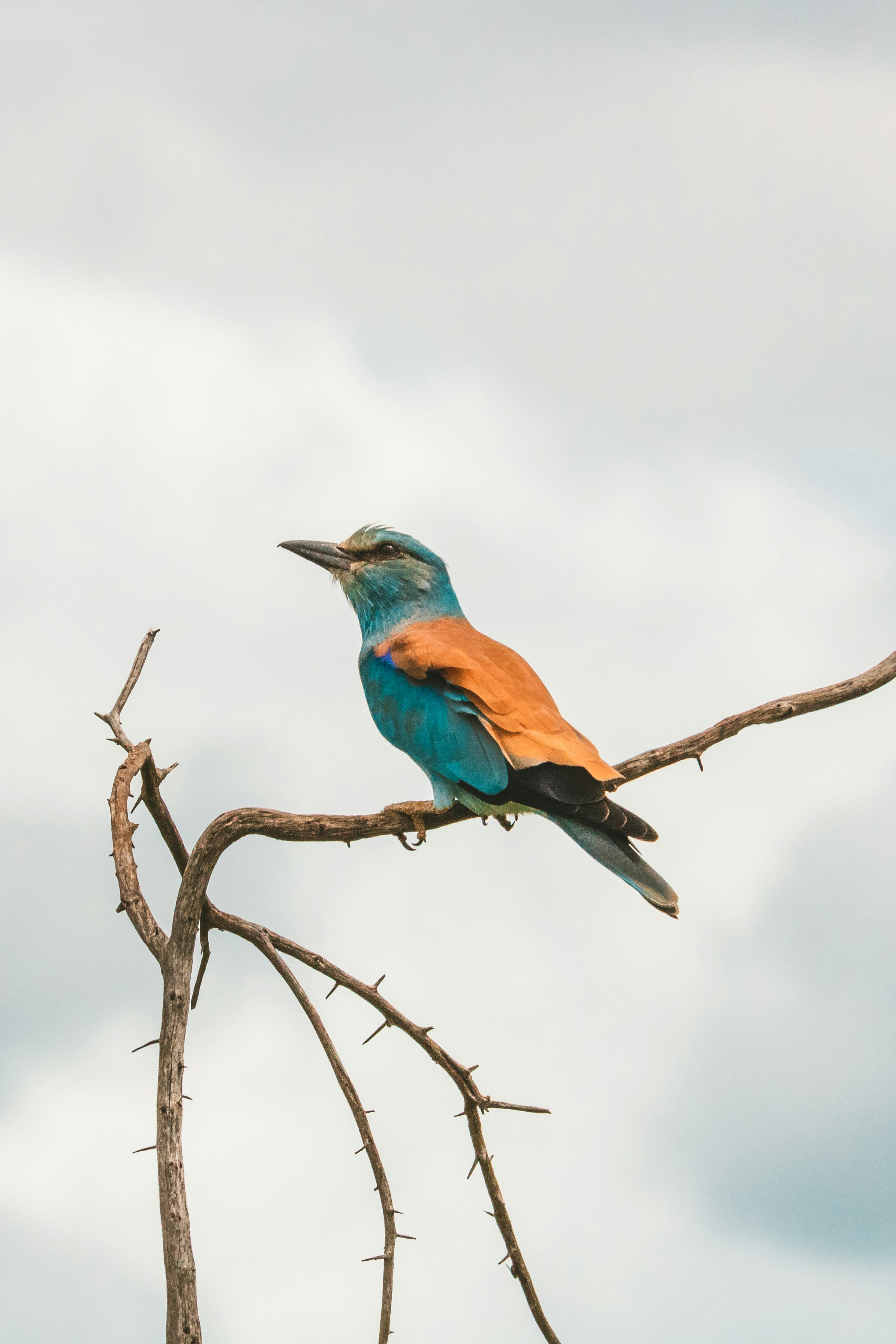 Photo by emilipothese