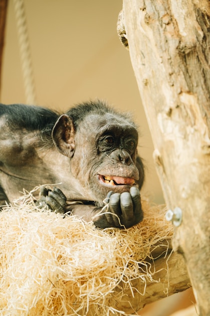 Nadenkende chimpansee: intelligent en leergierig, maar de mens bepaalt nog steeds wat er gepubliceerd wordt
