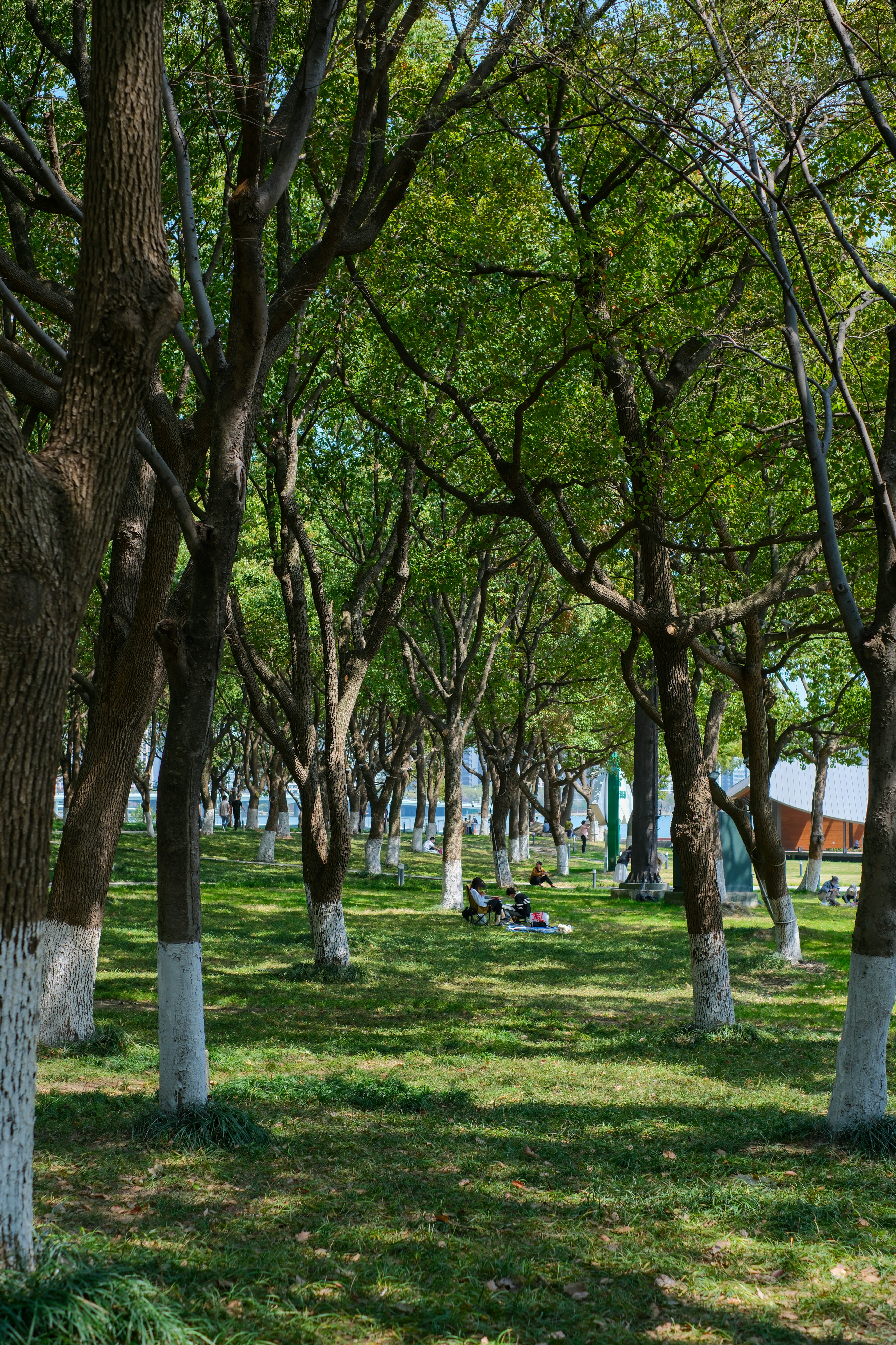 A sunny park scene with trees and greenery.