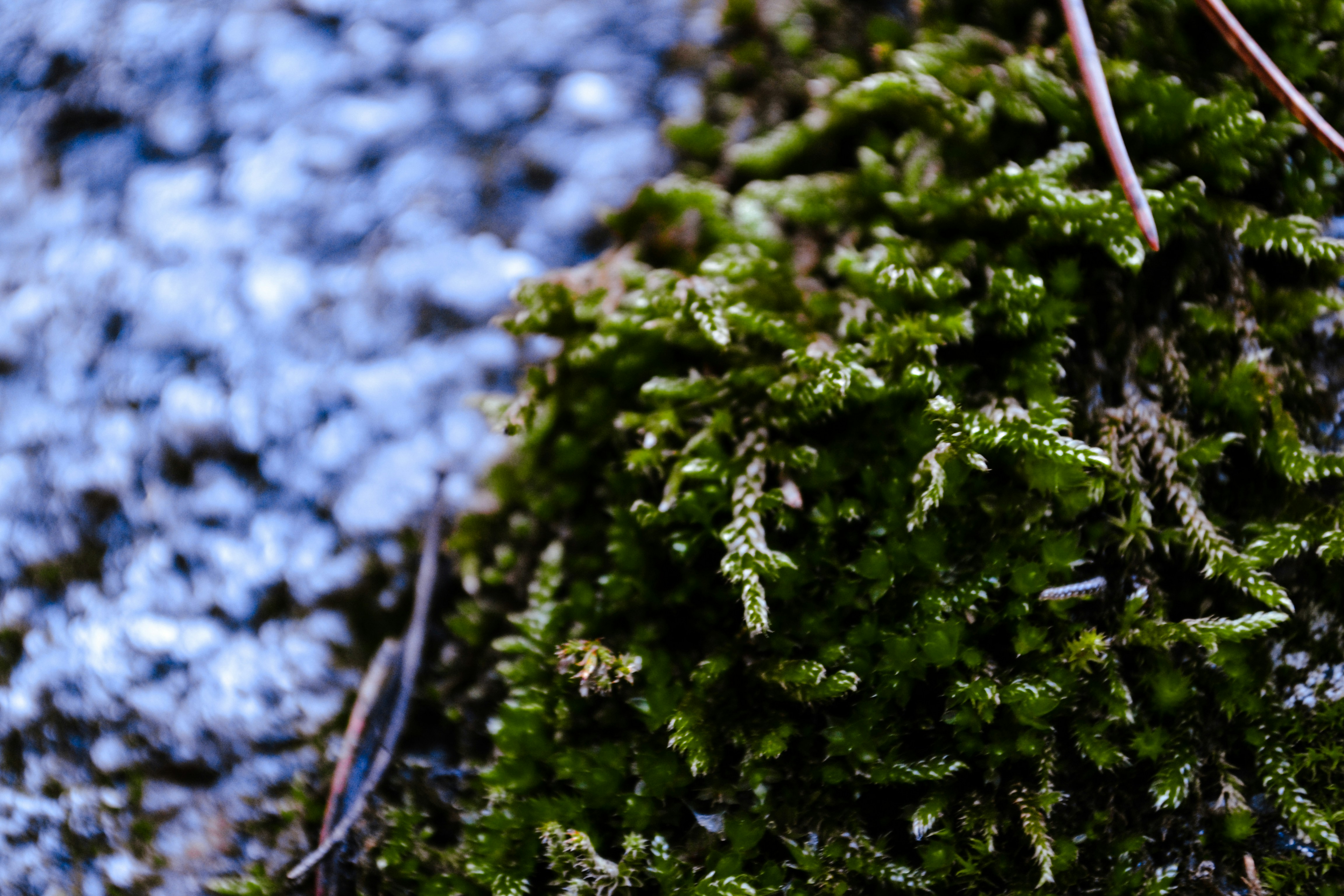 Photo by picsbydenisa