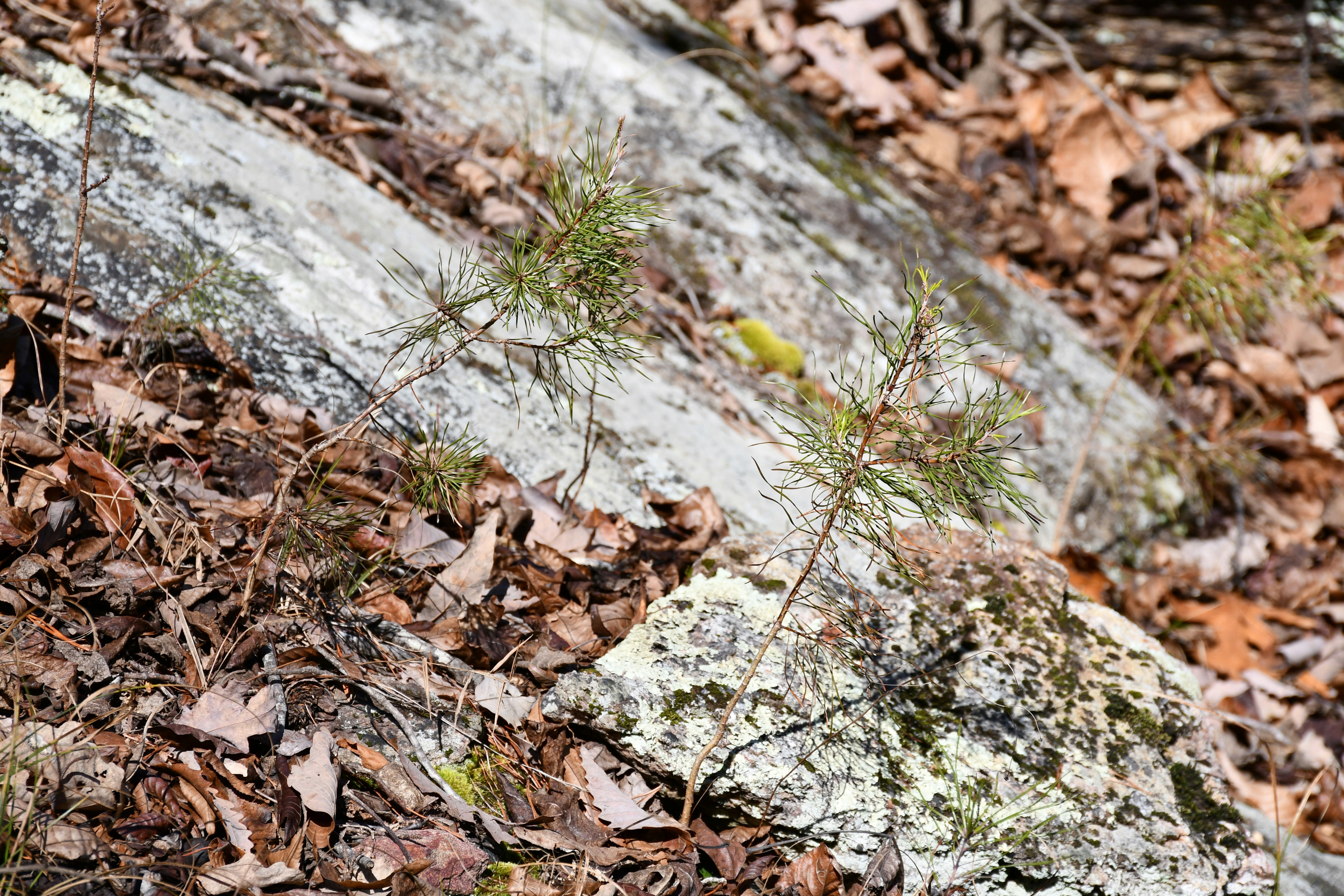 Photo by naturalist_boat