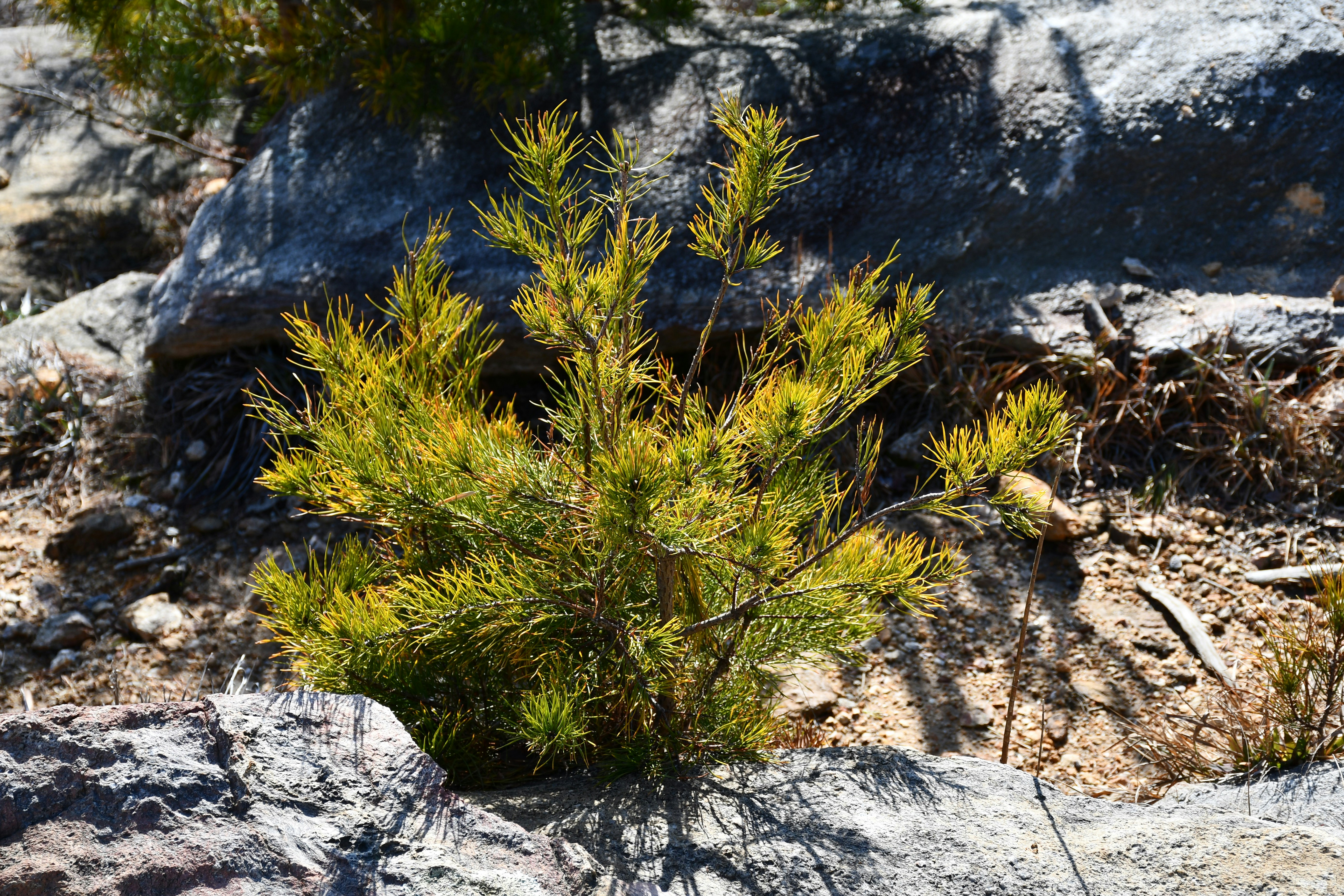 Small tree grows among the rocks