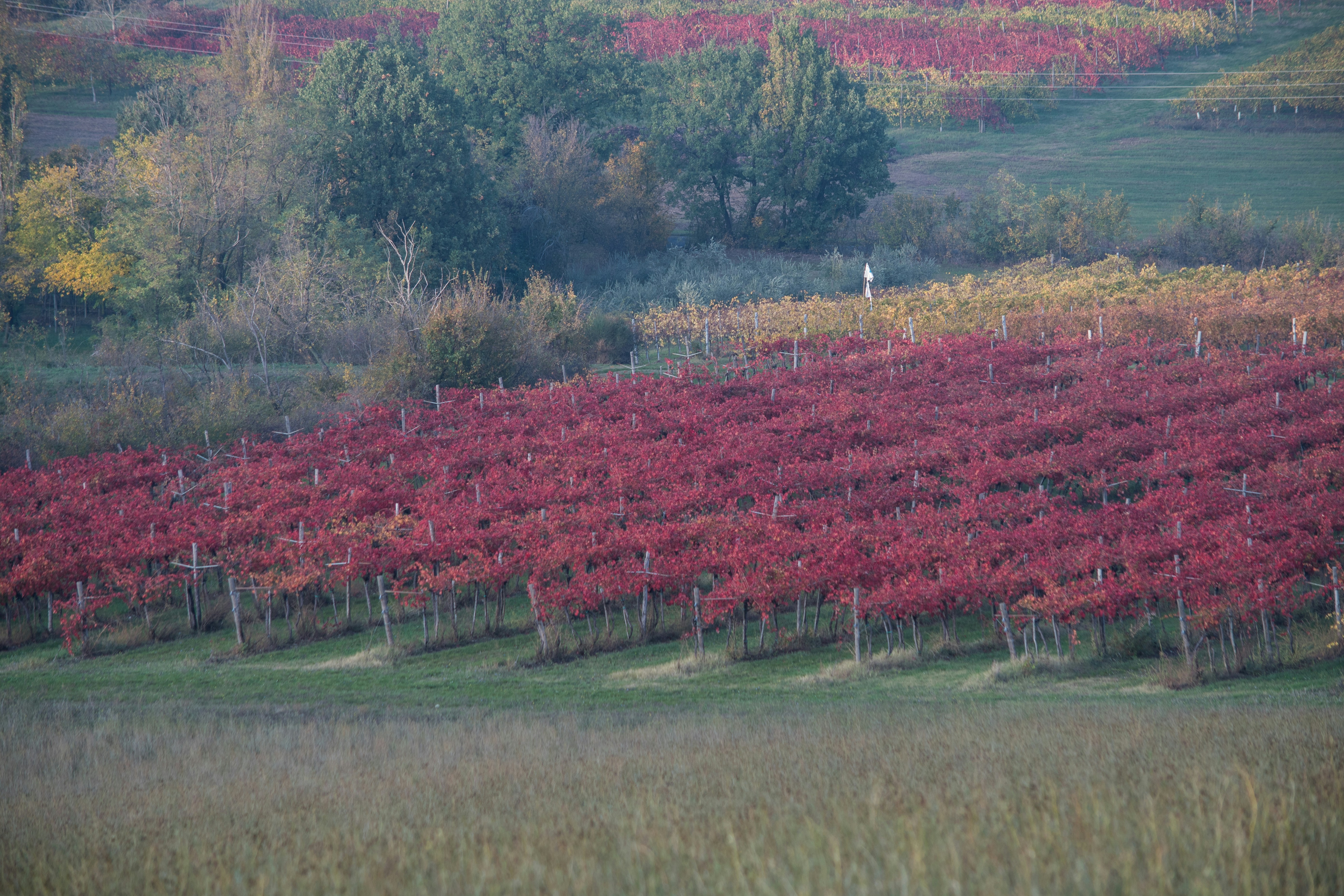 Vineyard with red vines in autumn colors., 