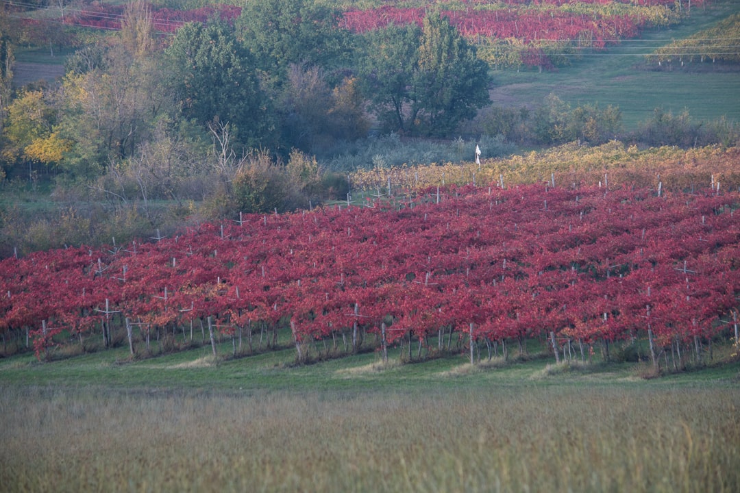 Vineyard with red vines in autumn colors.,