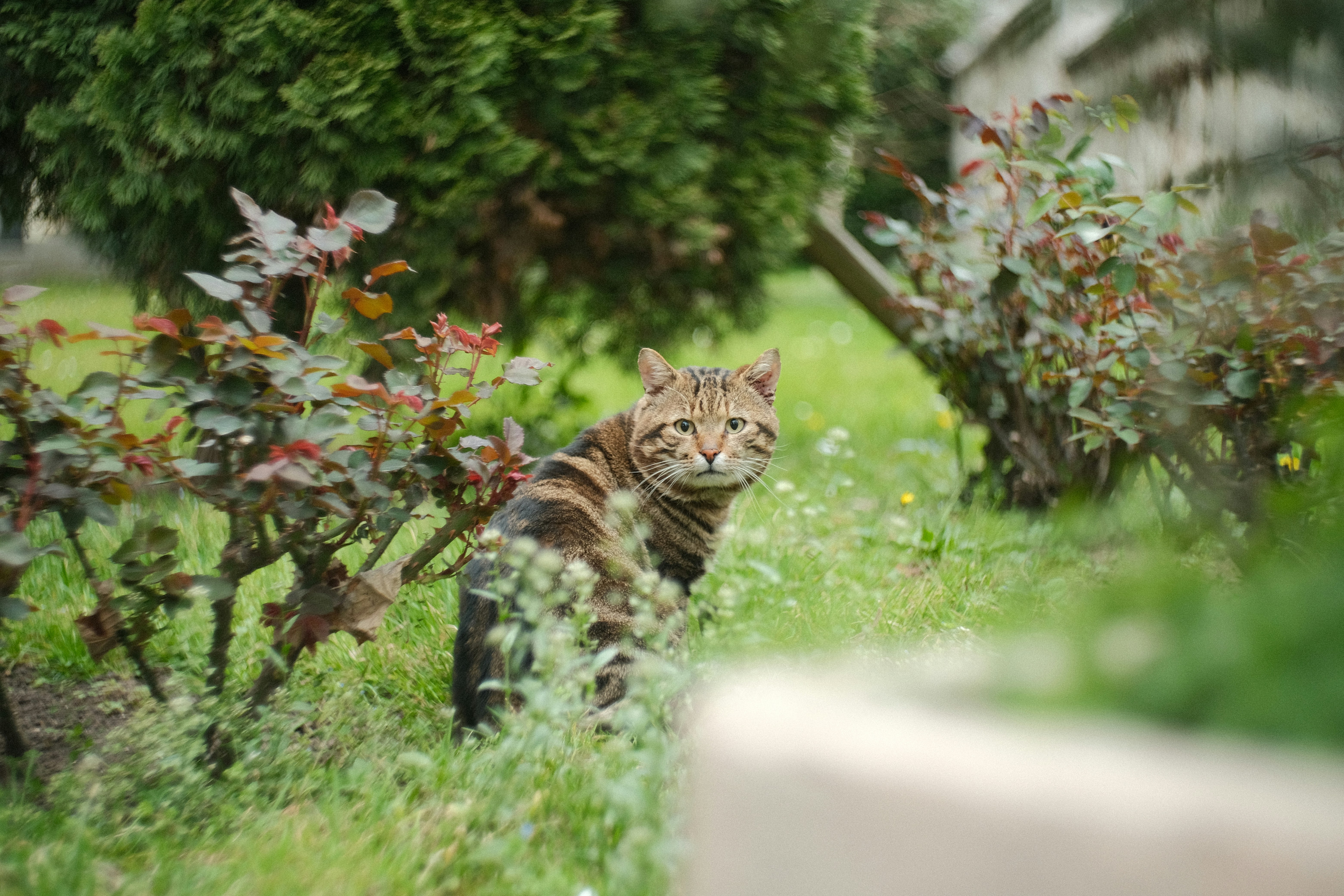Un chat qui jette un coup d’œil derrière les buissons