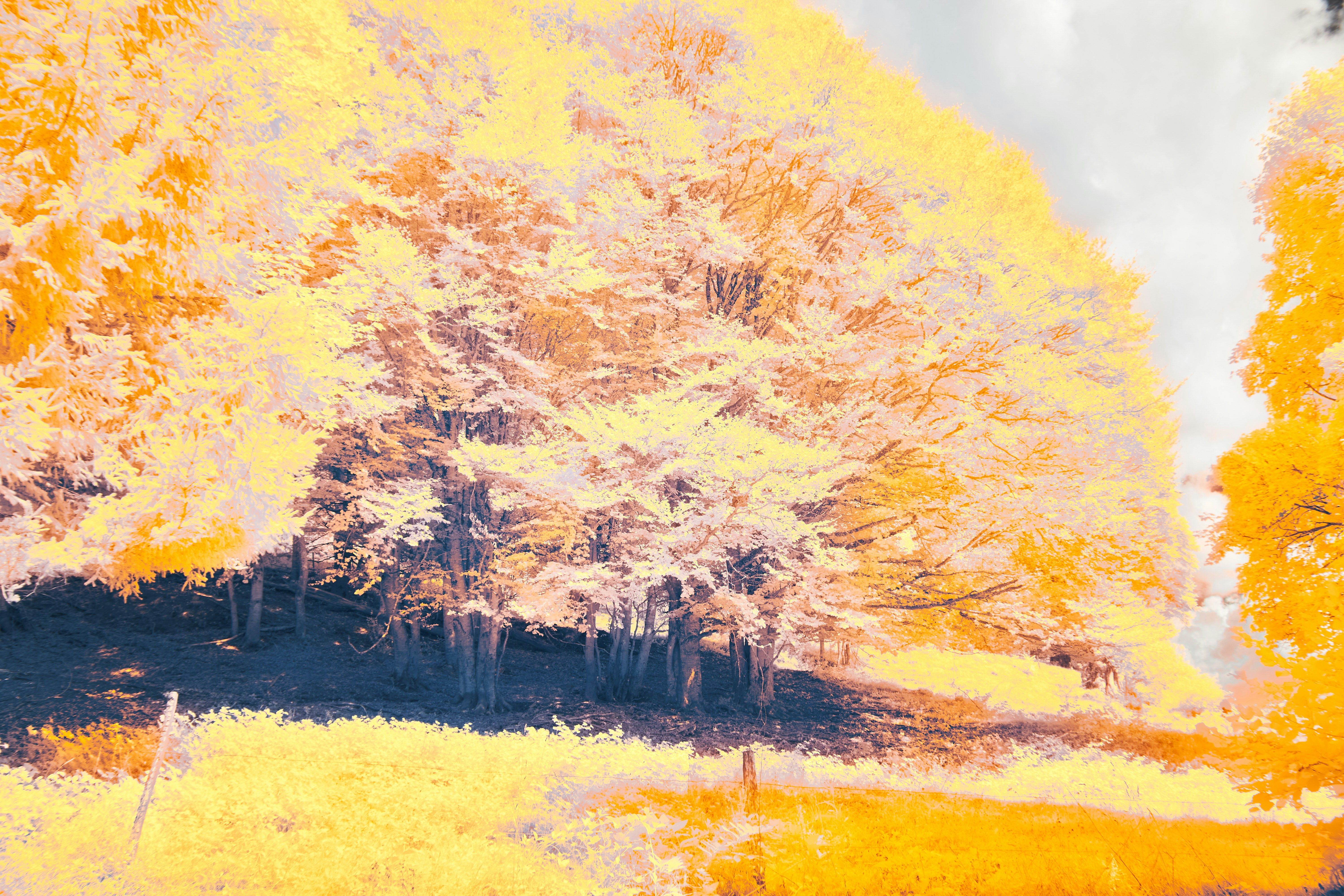 Photo by wolfgang_hasselmann