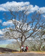Two people sit under a large, bare tree.