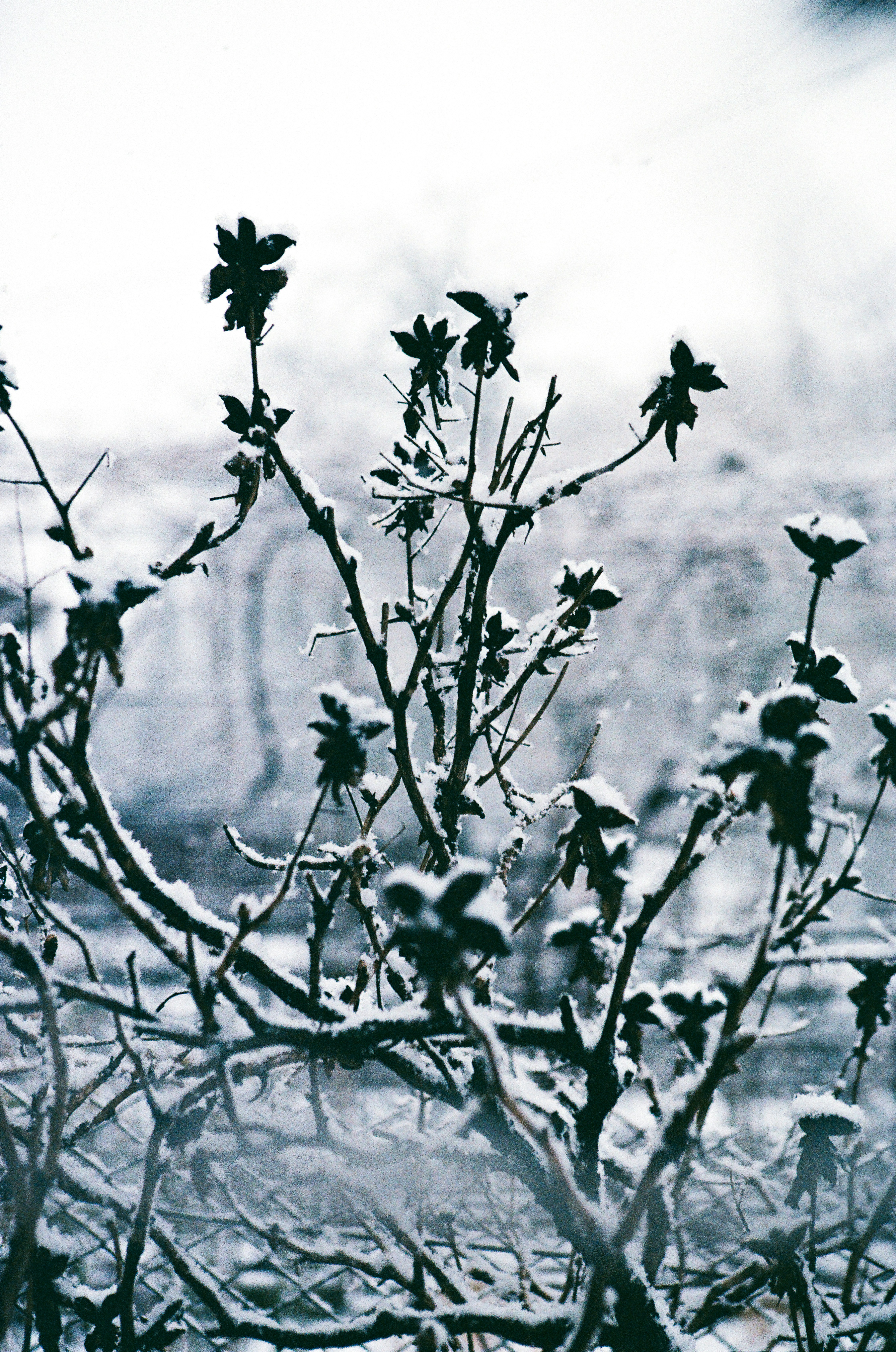 Photo by mineral_of_demon