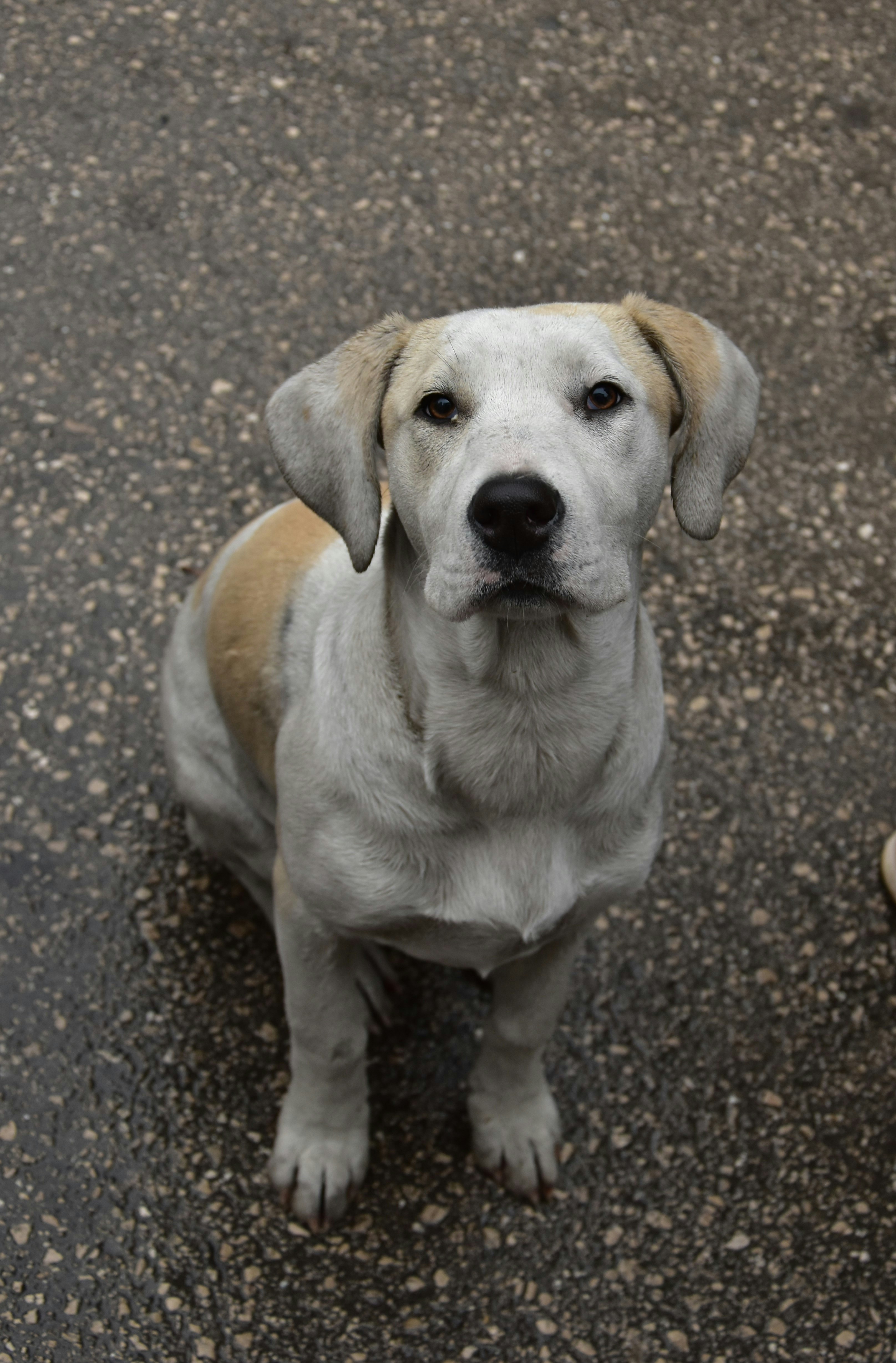 A cute dog is sitting and staring at the camera.