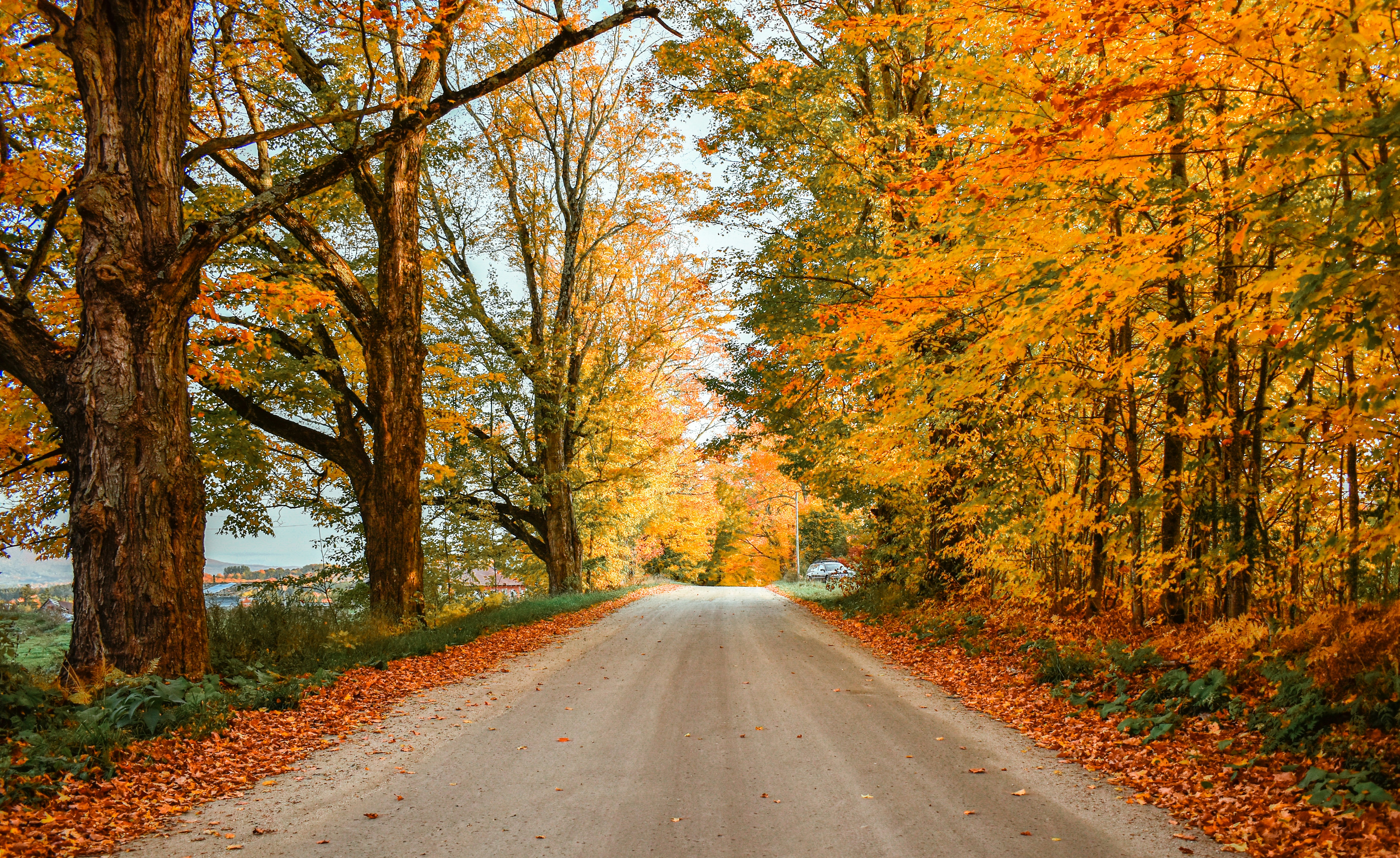 Road surrounded by vibrant trees in the fall.