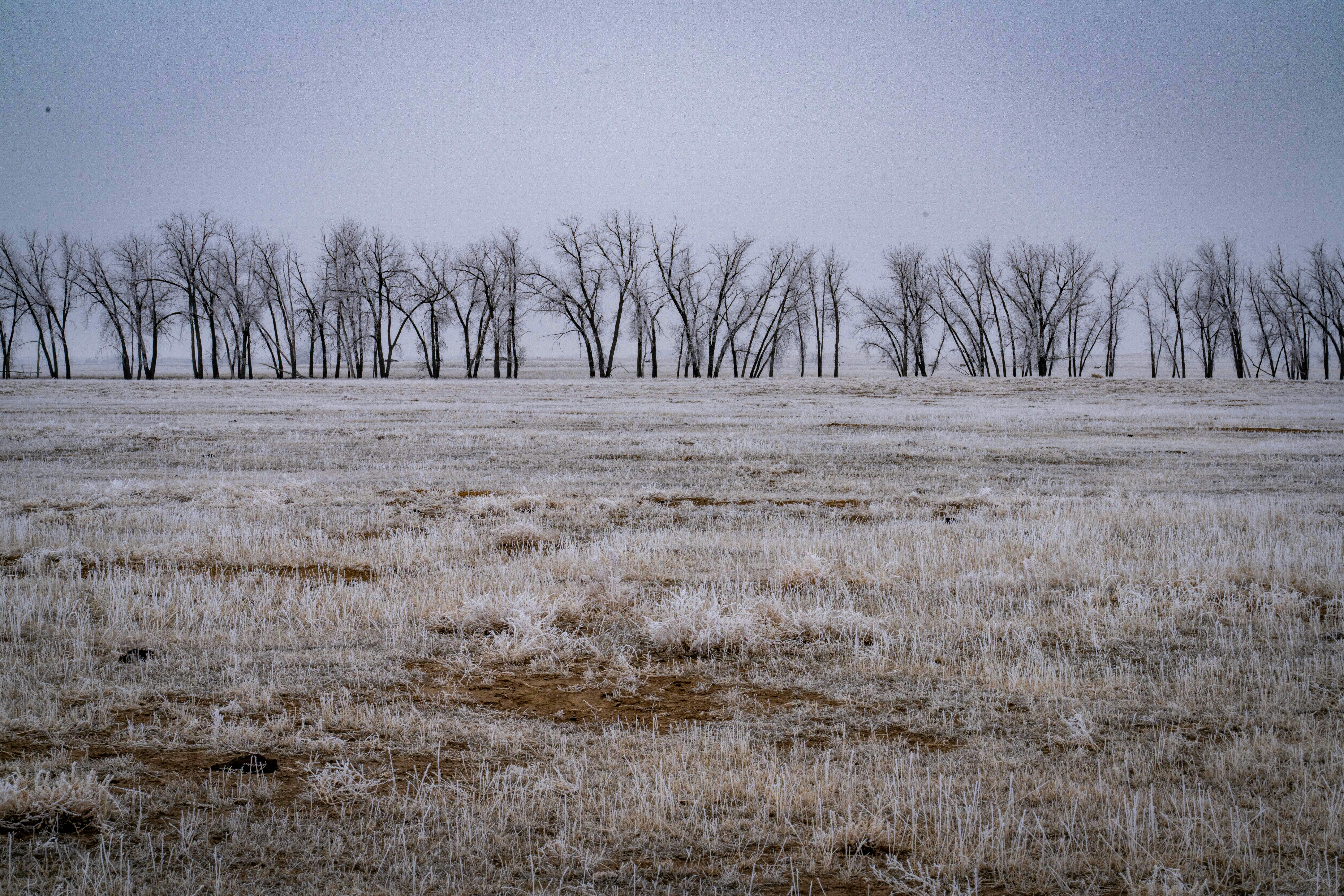 Winter trees stand behind a frosted field.