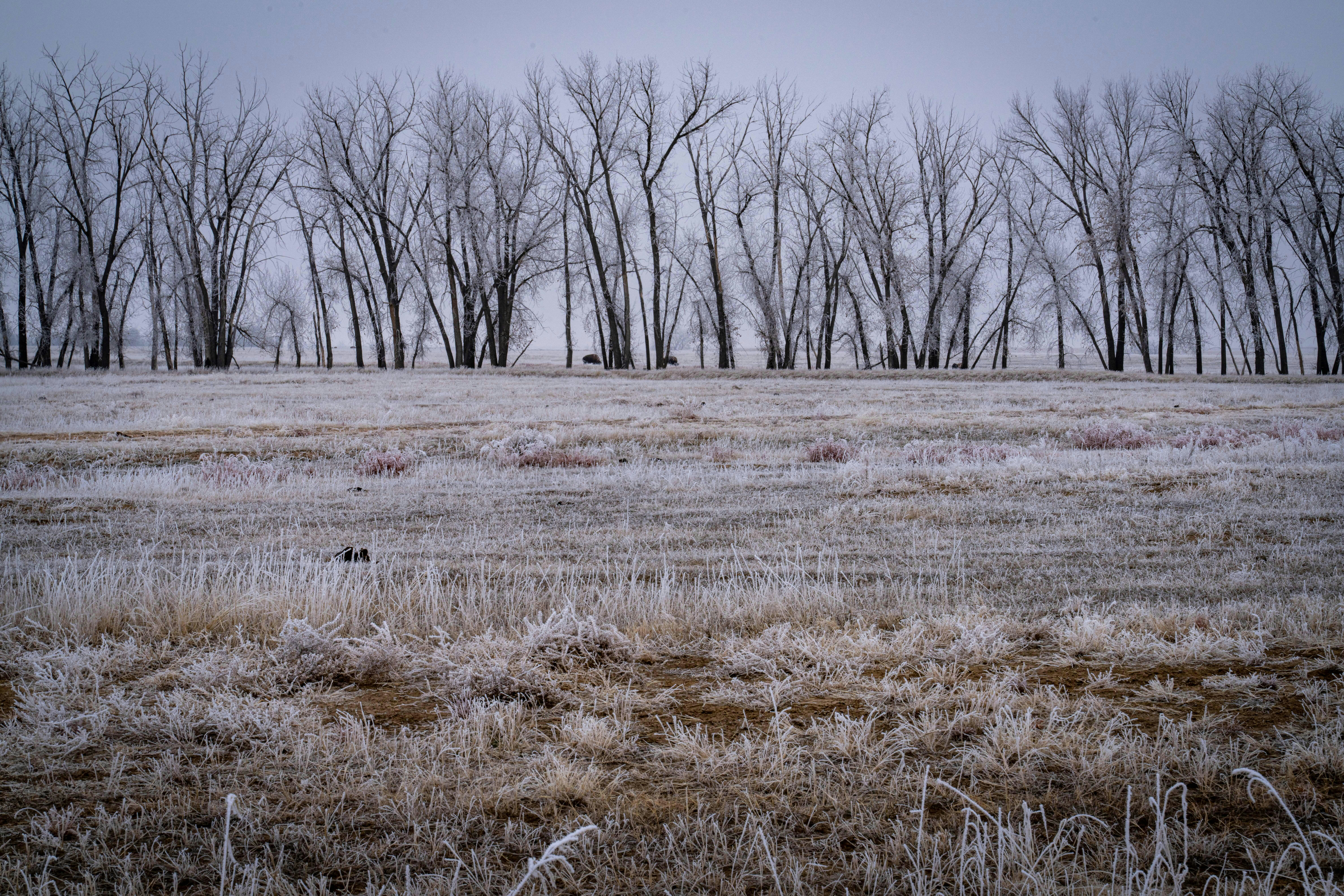 Frosty field and bare trees under a gray sky.