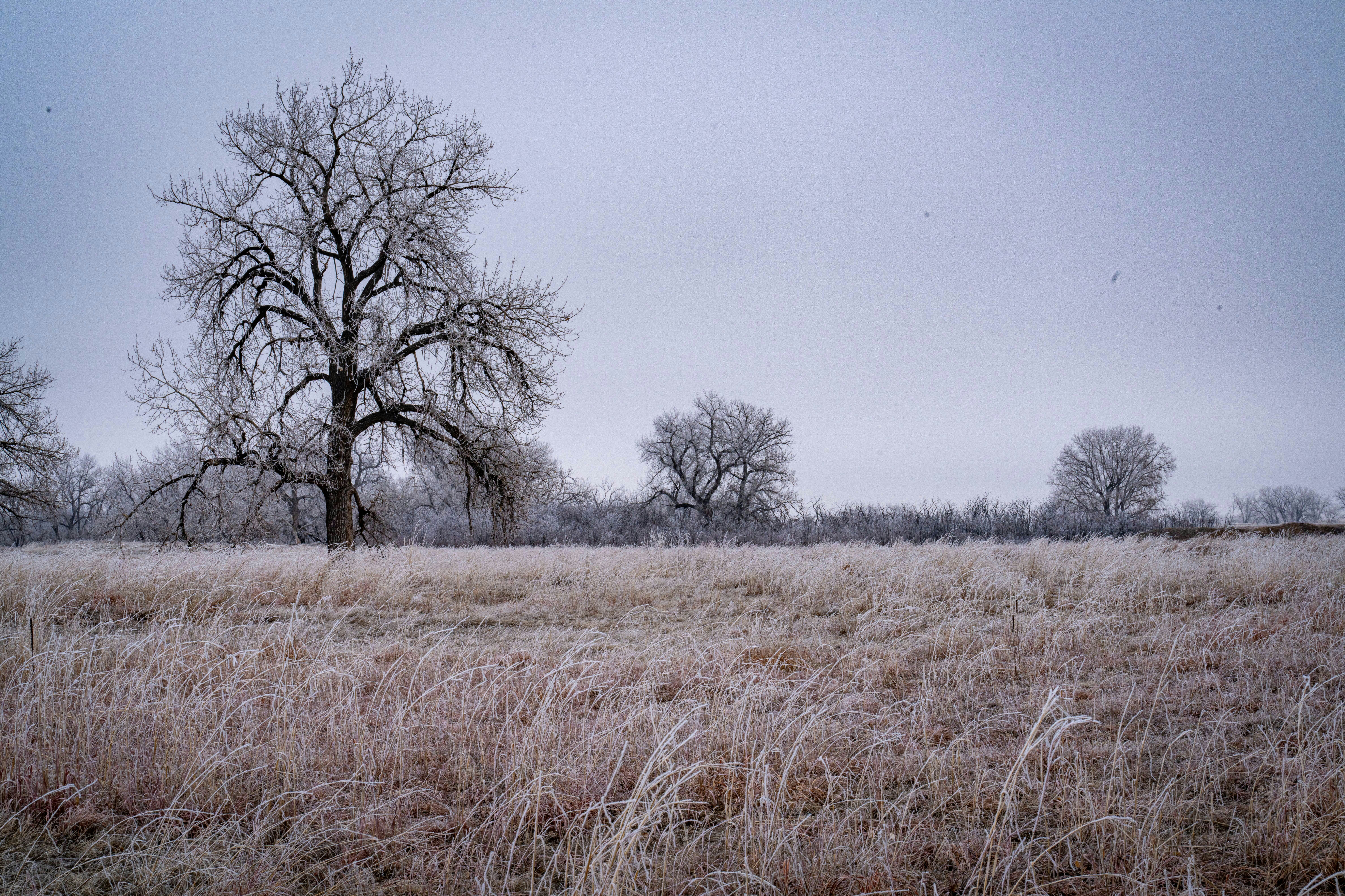 Frost covers trees and fields on a winter's day.