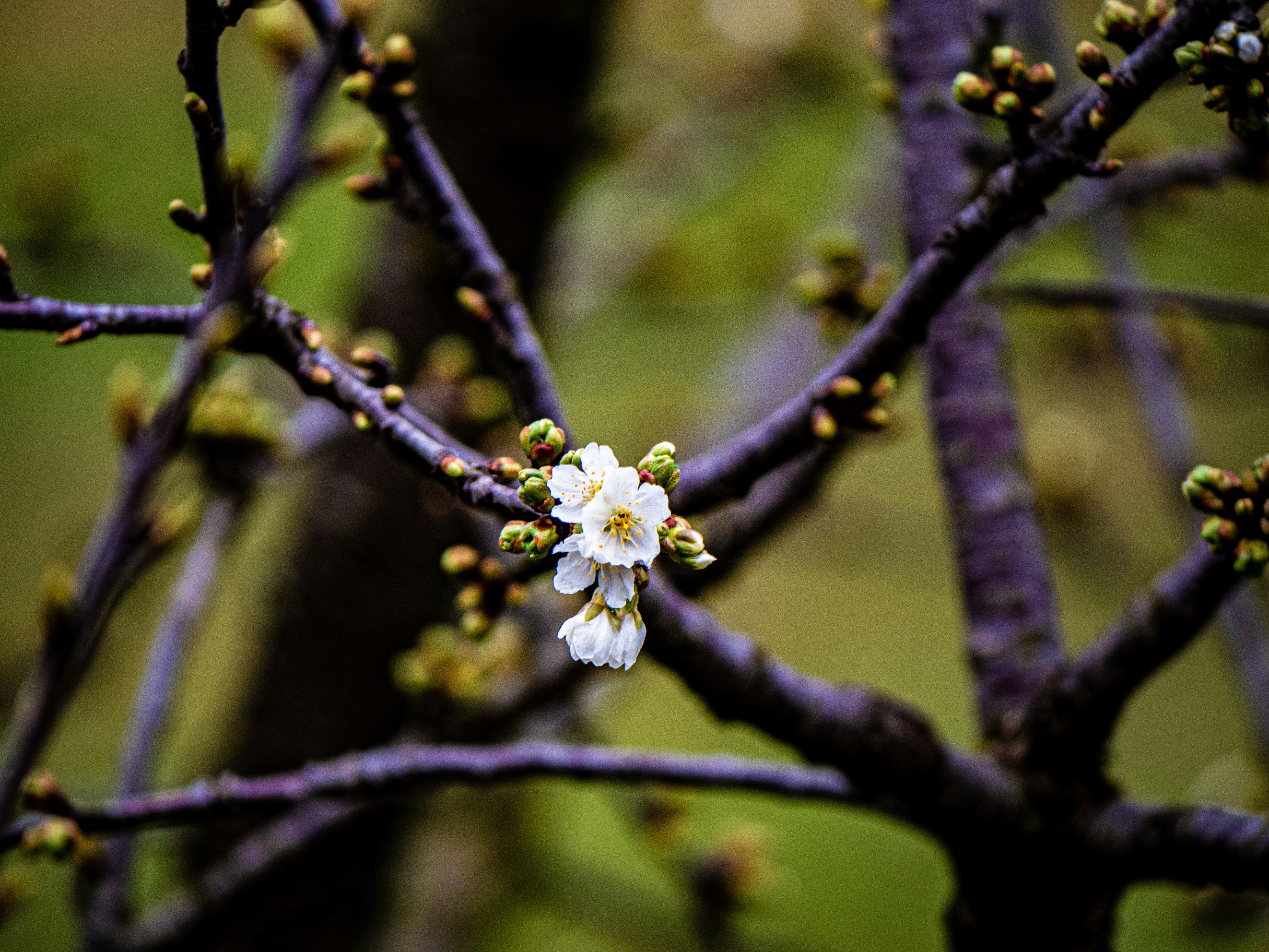 Photo by gopitri_prem