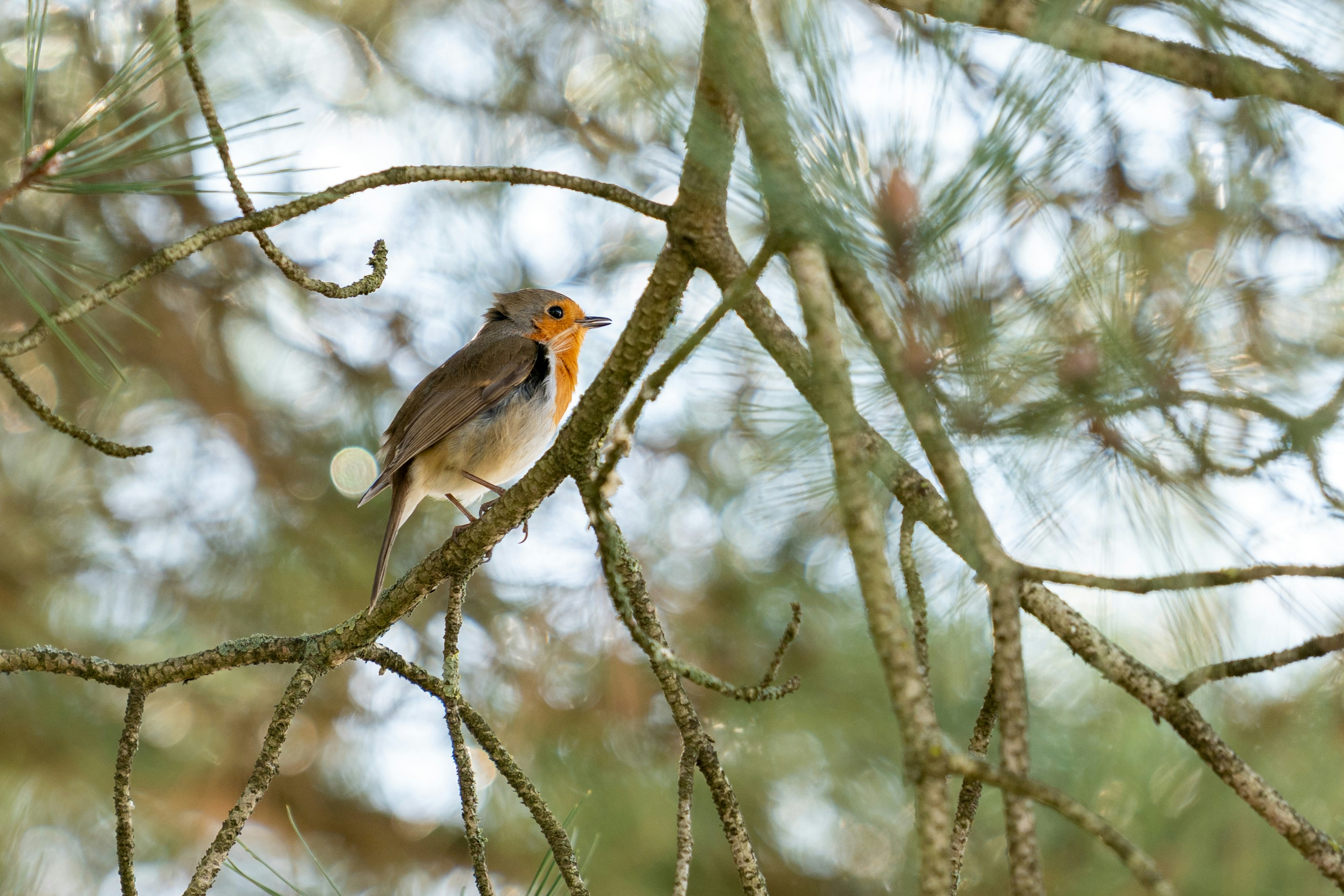 Photo by robertschwarz