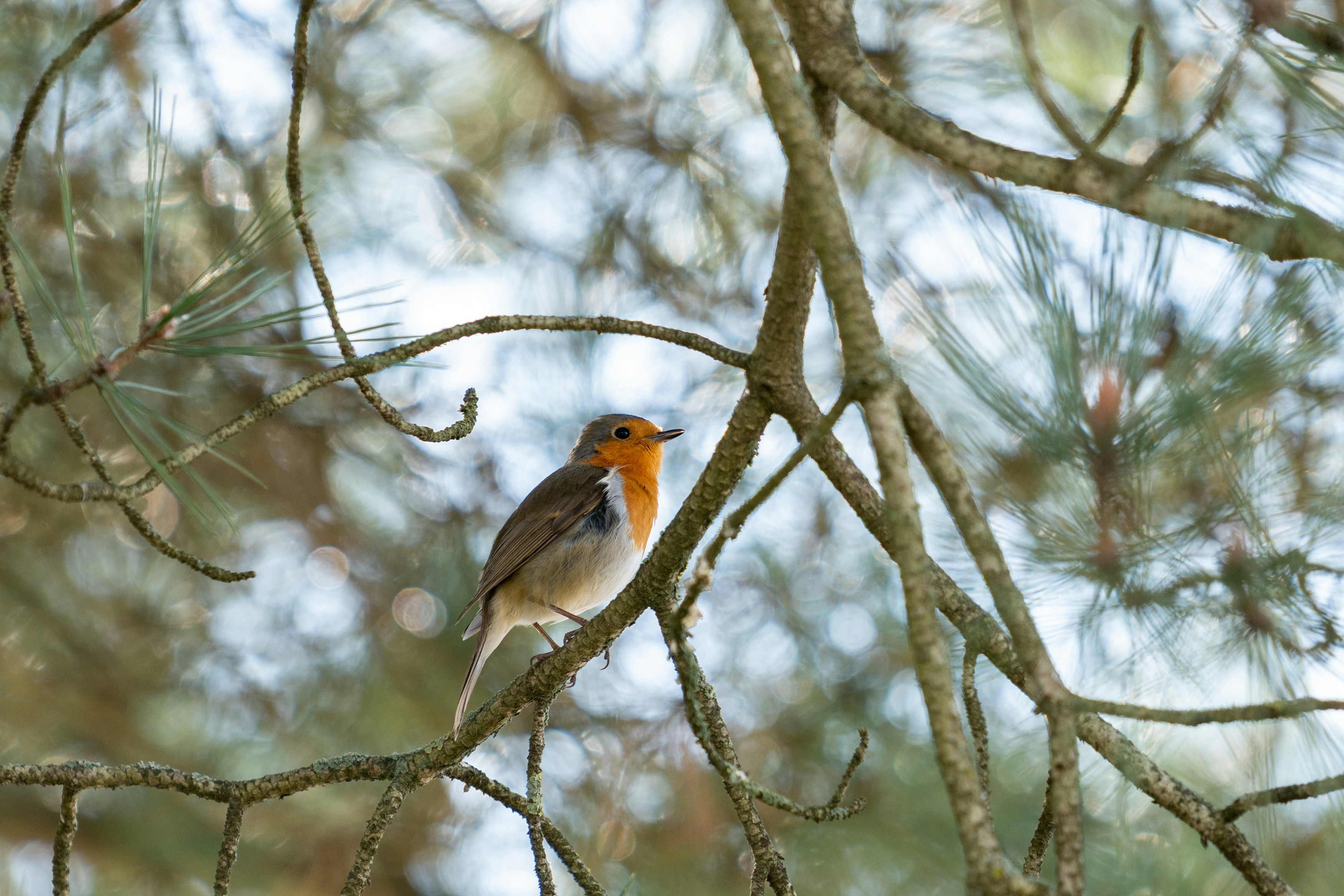 Photo by robertschwarz