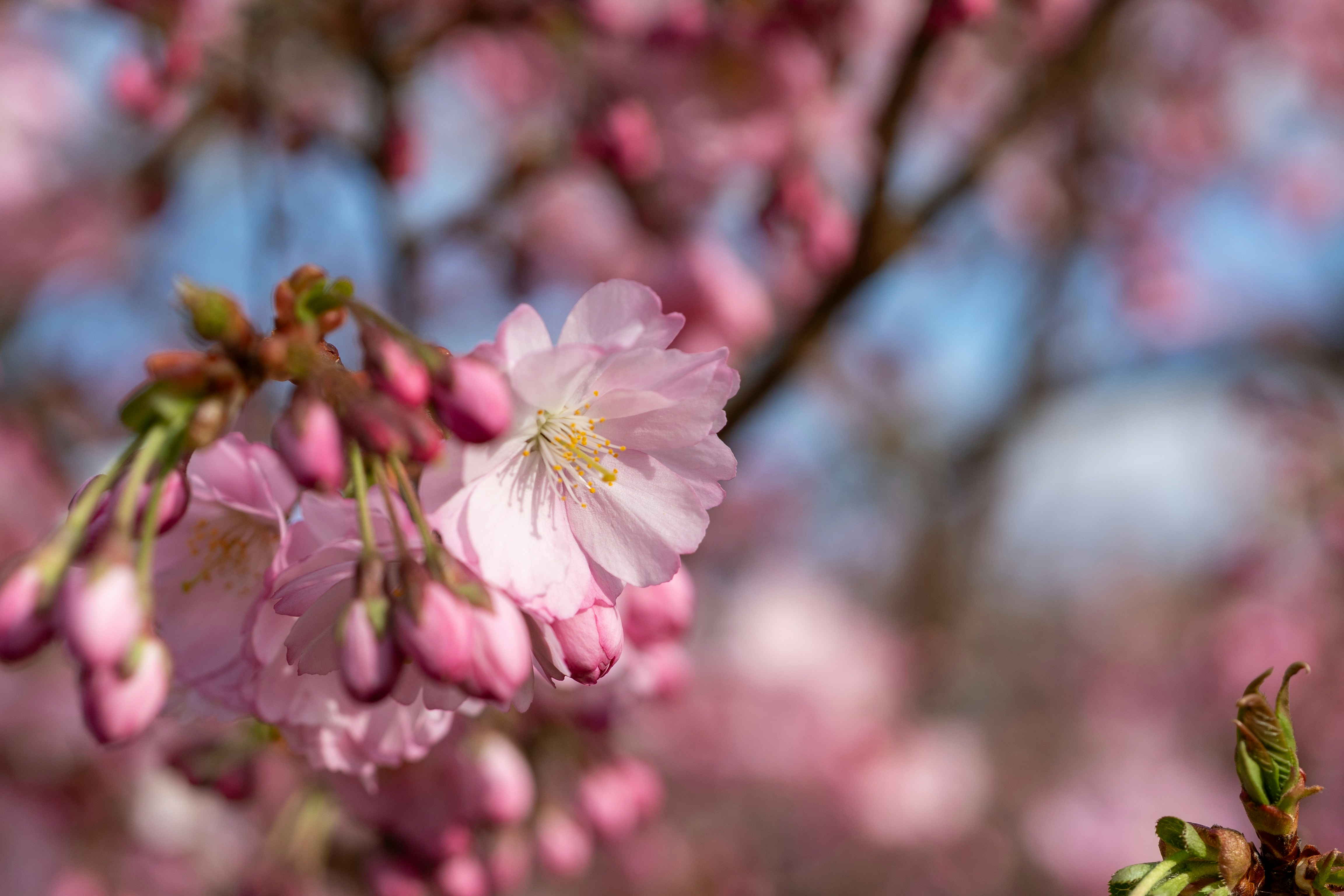 Photo by robertschwarz