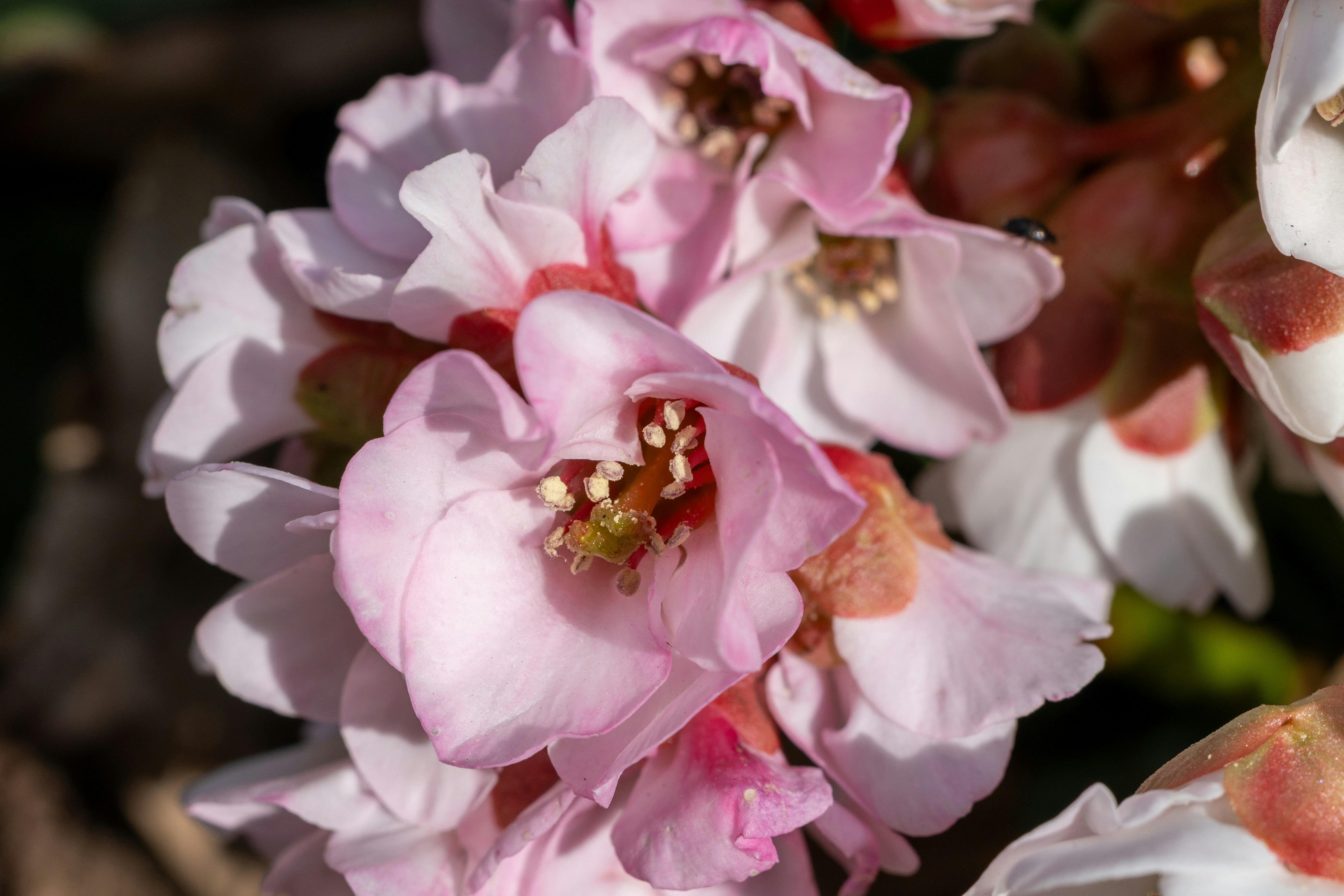 Photo by robertschwarz