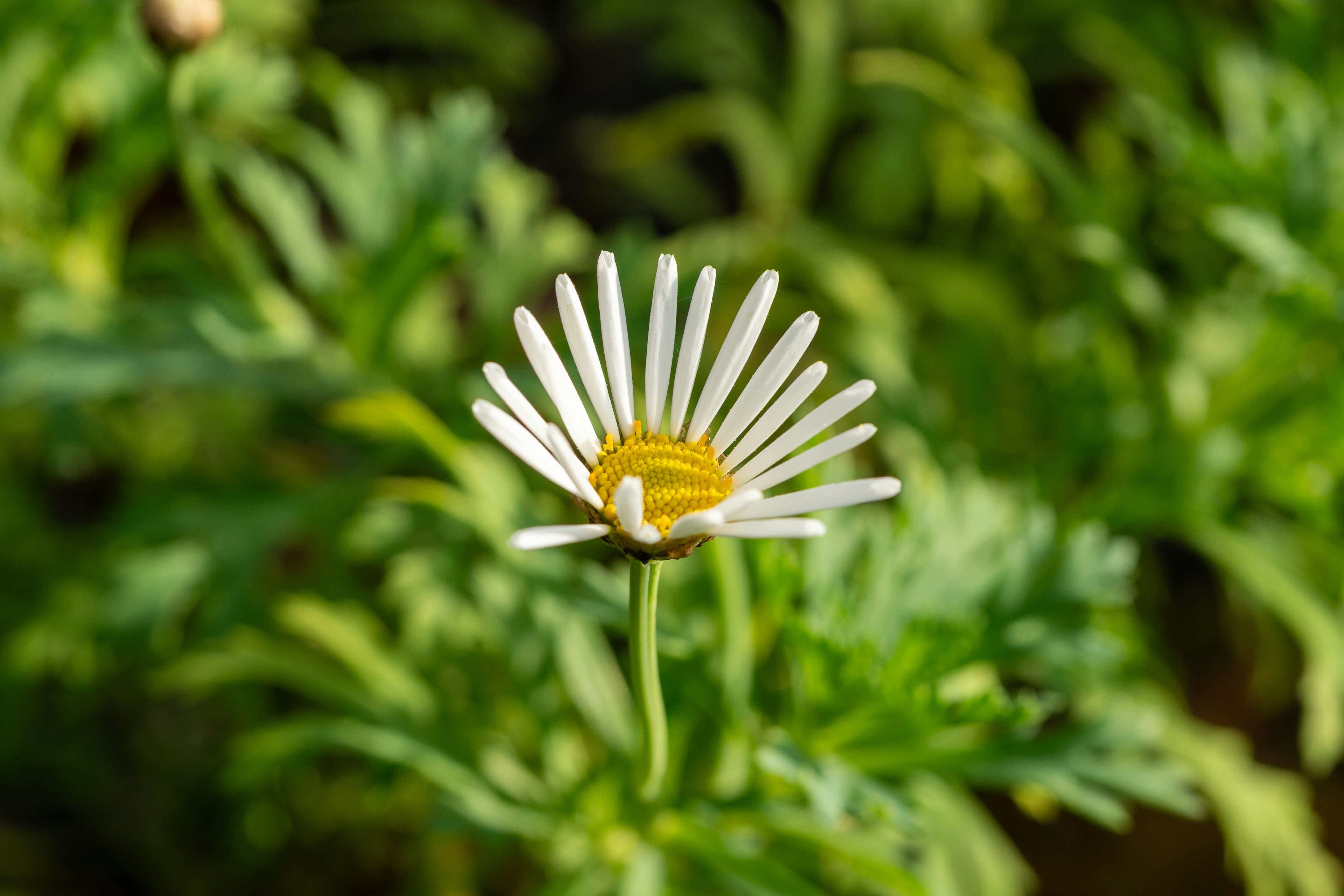 Photo by robertschwarz